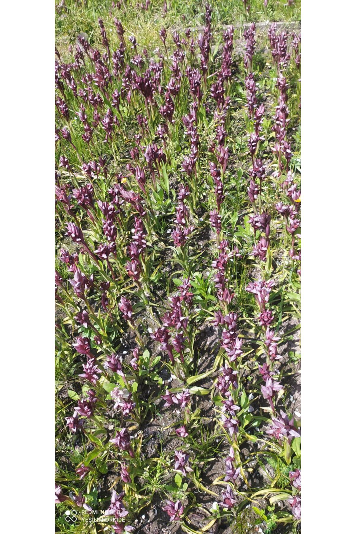 20 Adet Salep Yumrusu GIDA AMAÇLI