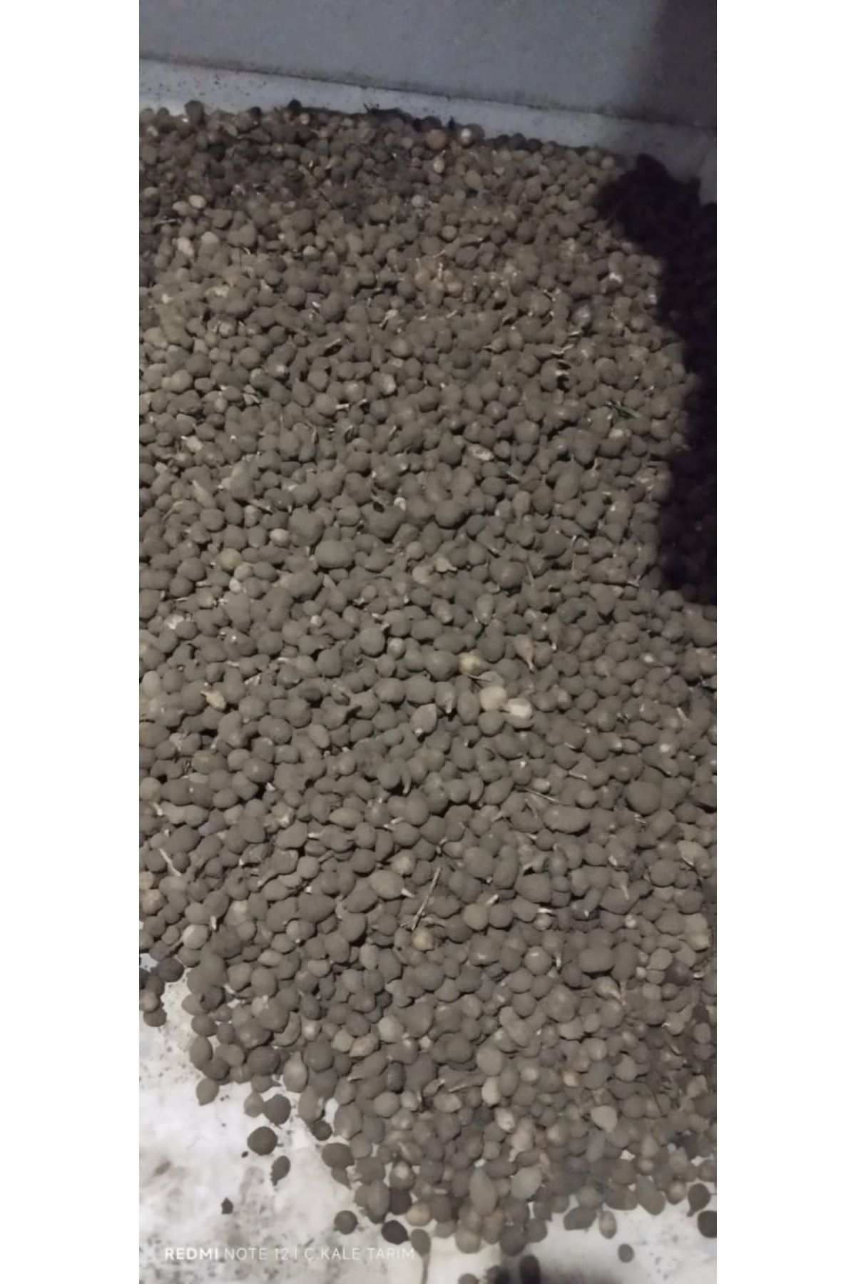 20 Adet Salep Yumrusu Yeni Sezon Yavru (Küçük Yumru)