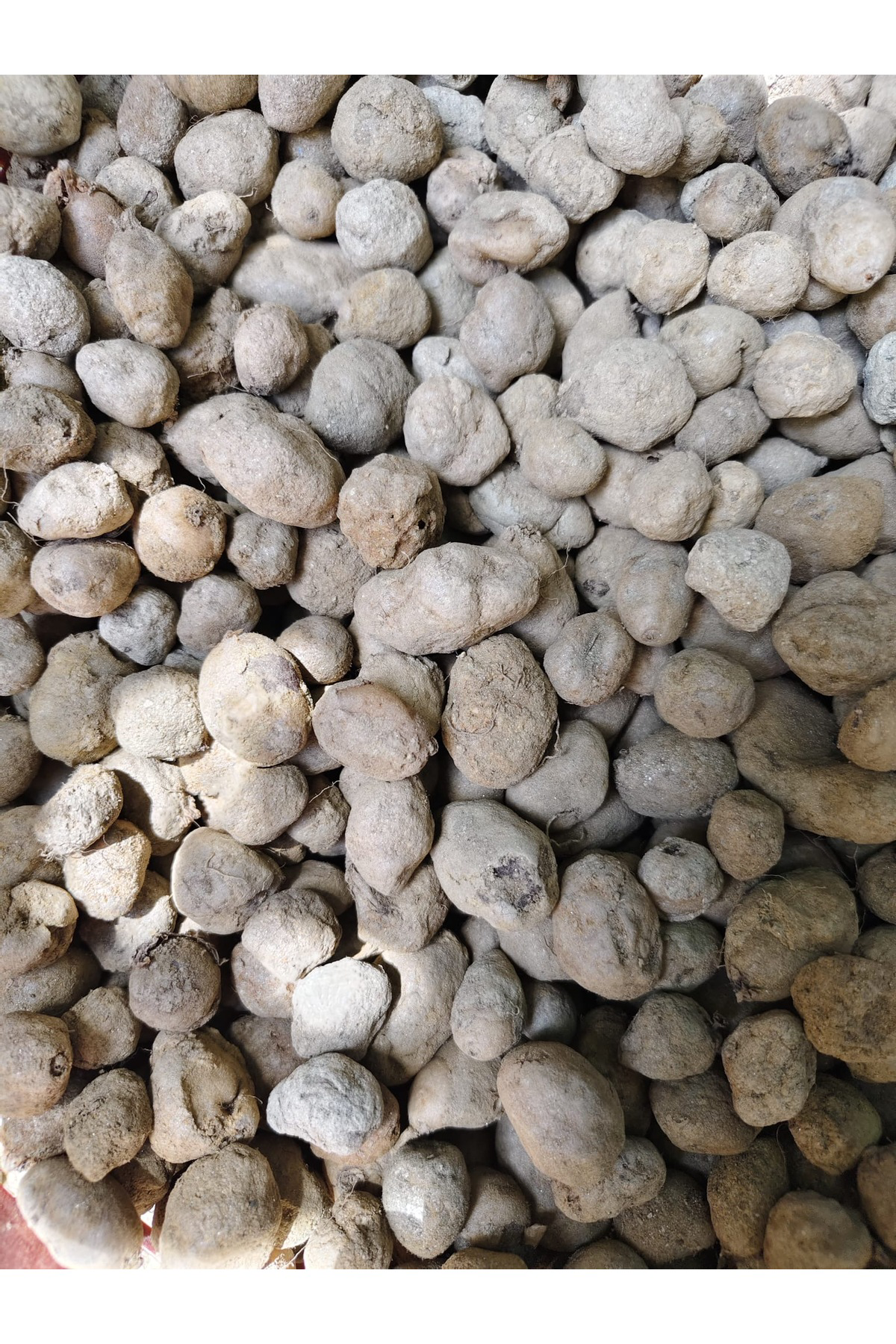 Erva Peysaj 20 Adet Salep Yumrusu Yeni Sezon Yavru (Küçük Yumru)