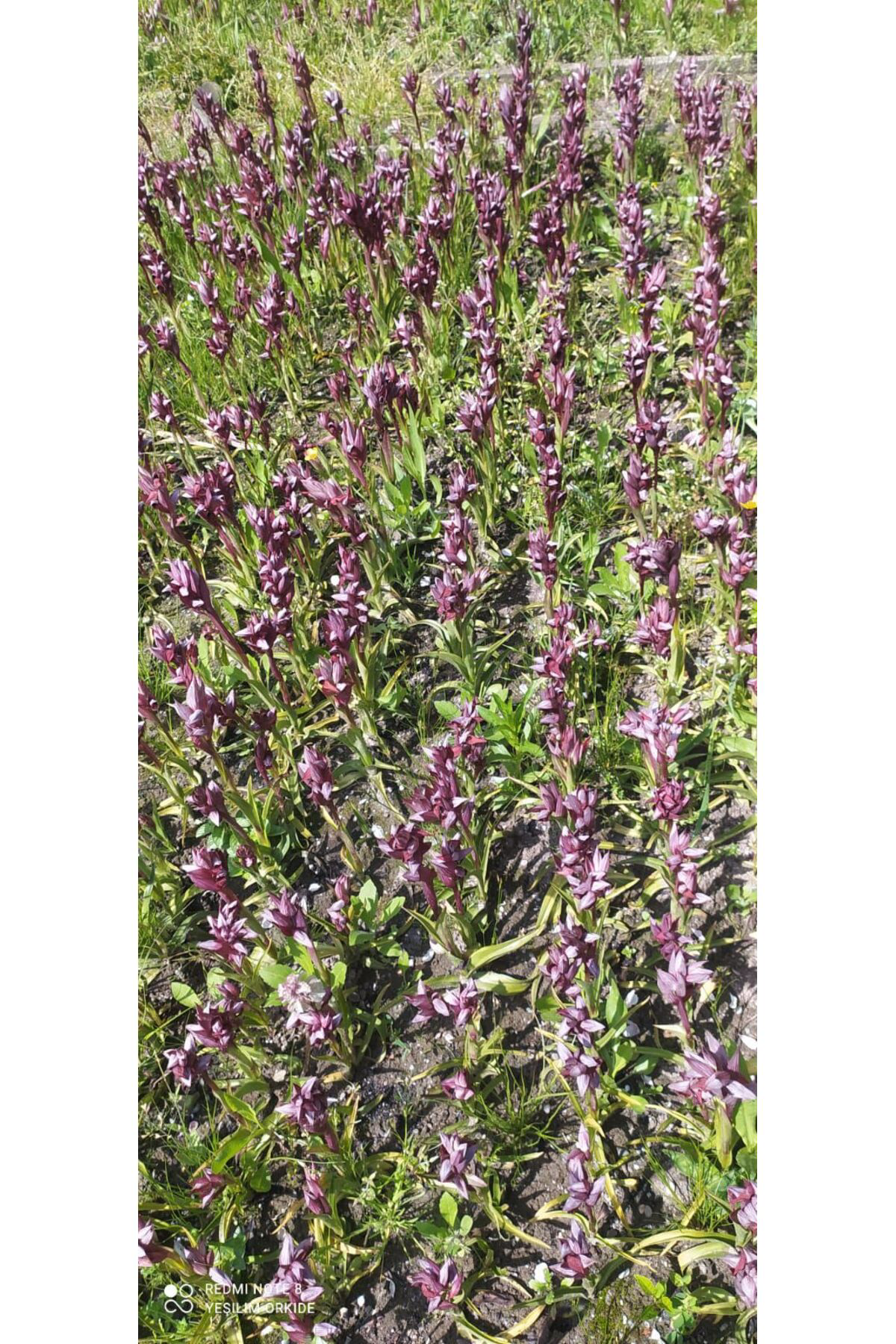 Zeysen Tropikal 20 Adet Salep Yumrusu Gida Amaçli