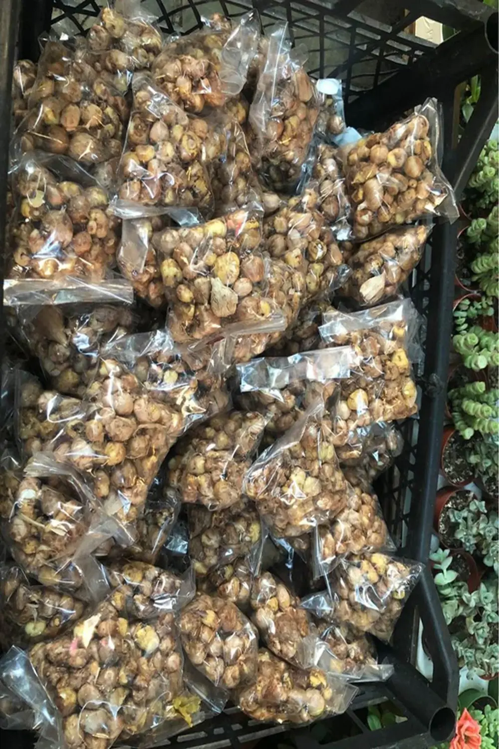 20 Adet Sarı Frezya Çiçeği ( Arpa Çiçeği ) Soğanı Mis Kokulu Katm