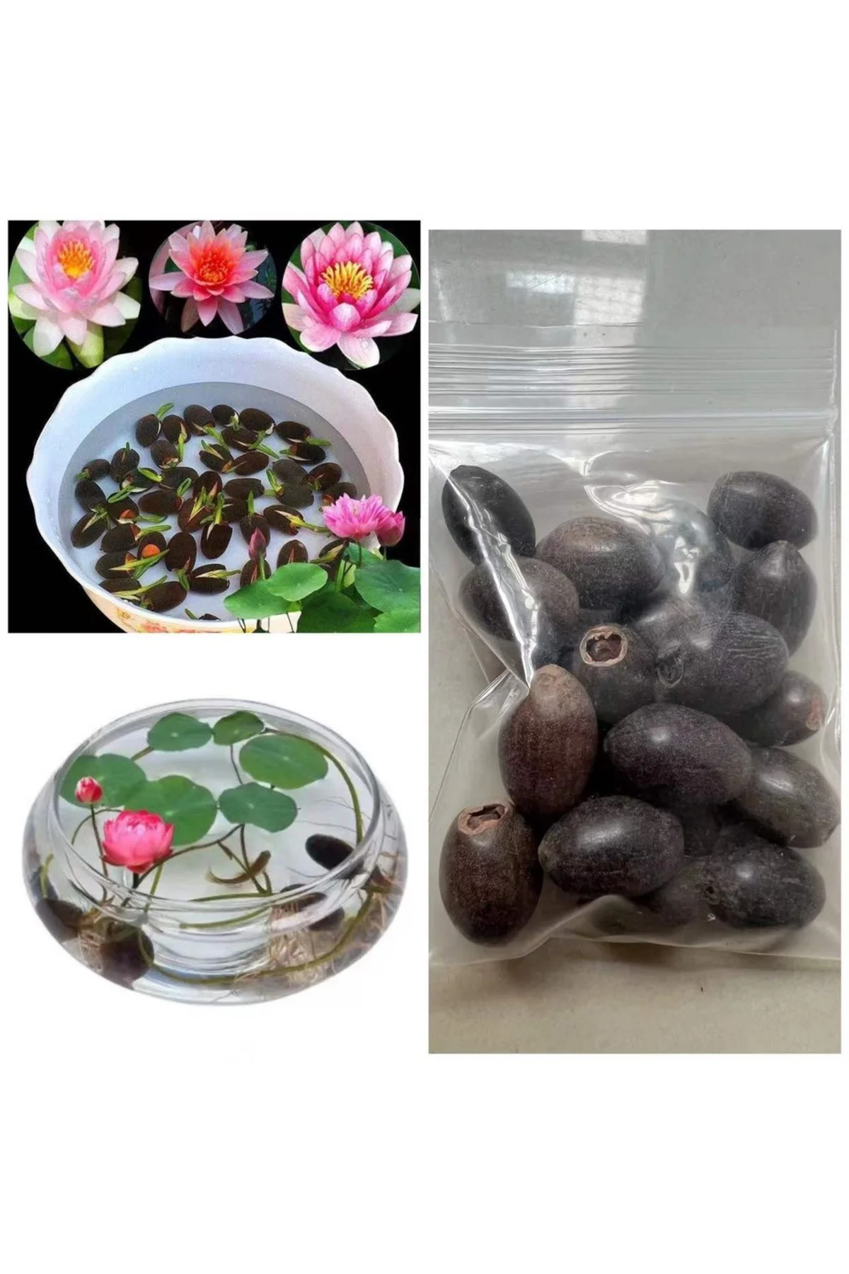 20 Adet Tohum Karışık Renkli Cam Fanusta Yetişen Lotus Nilüfer Çiçeği Su Çiçeği Topraksız Lotus Tohu