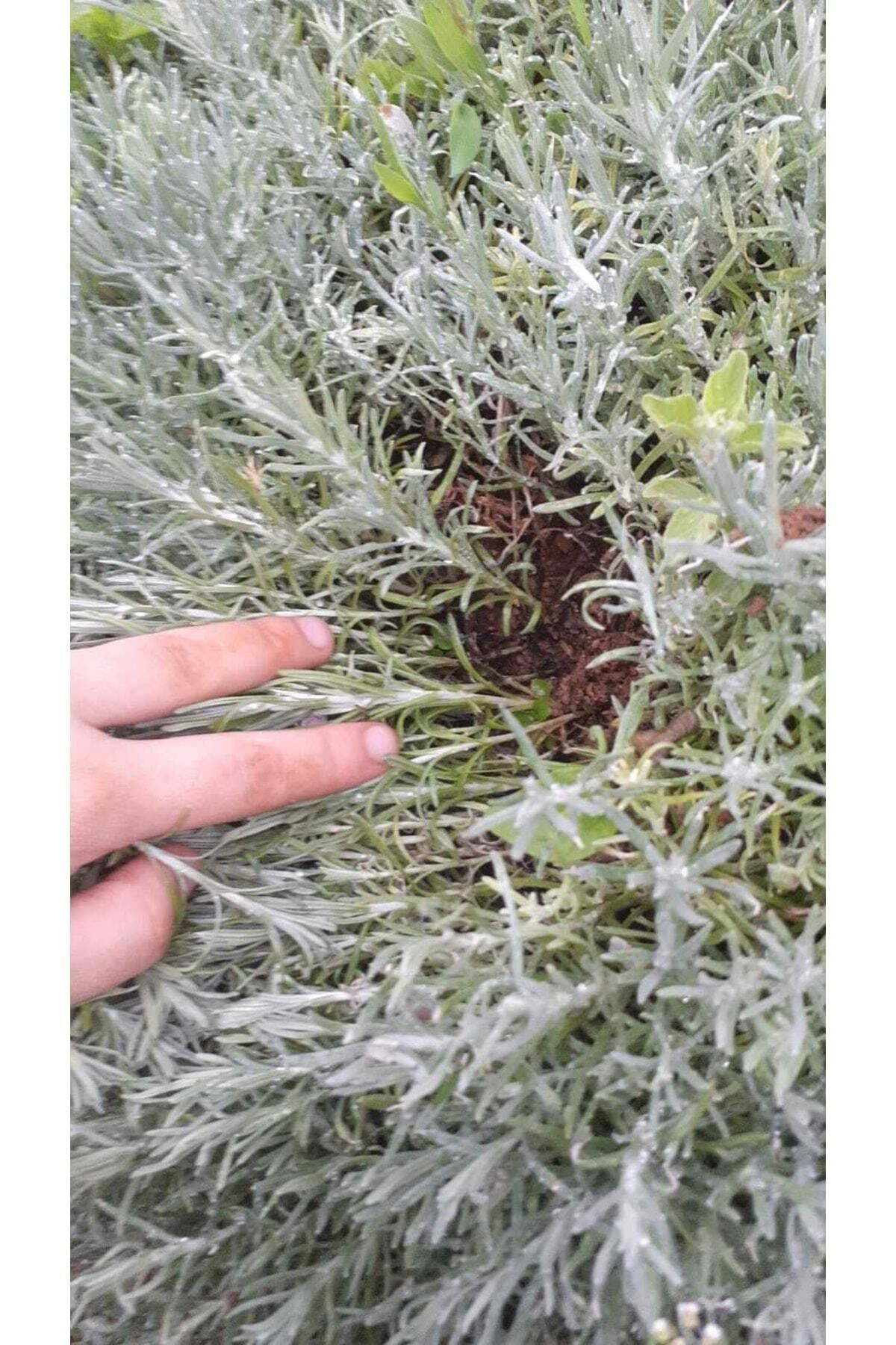 Hınzır 200 Adet Açık Köklü İntermedia Lavanta Fidesi Fidanı