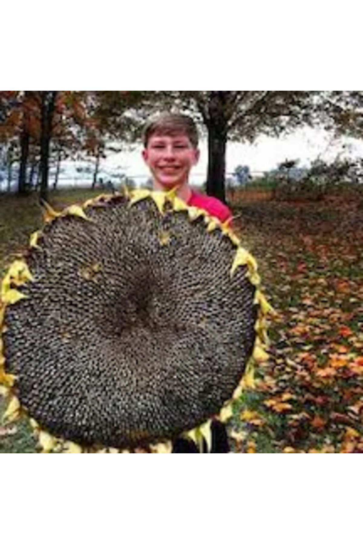 200 Adet Dev Boylu İri Taneli Ayçiçeği Çekirdek Tohumu