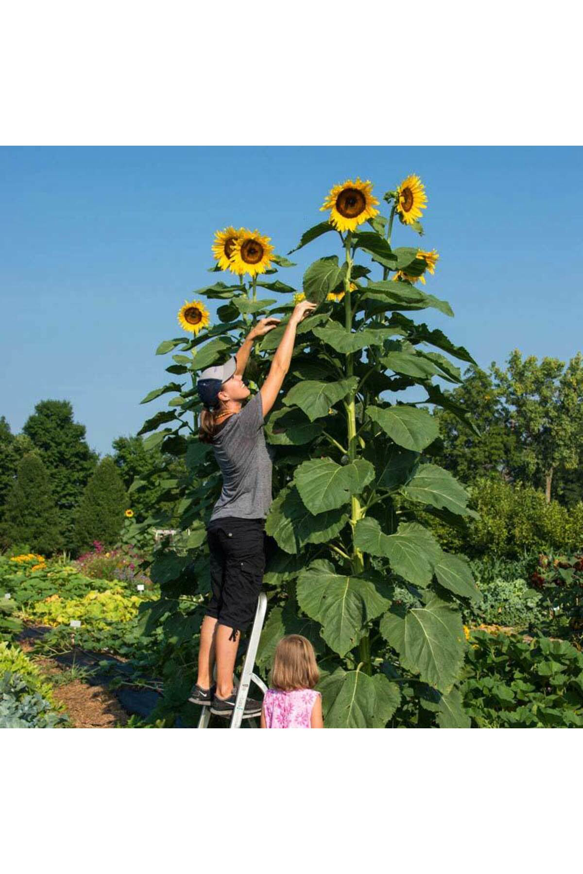 200 Adet Dev Boylu İri Taneli Ayçiçeği Çekirdek Tohumu