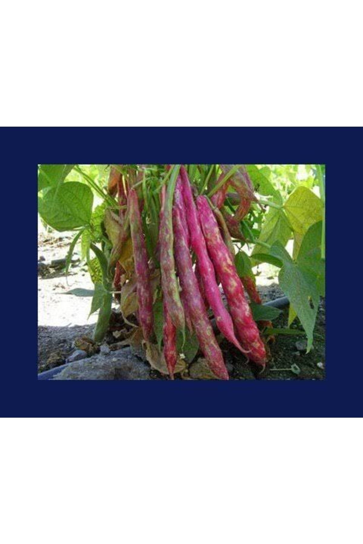 Tohumgübre 200 Adet Sırık Fasulye Barbunya Tohumu