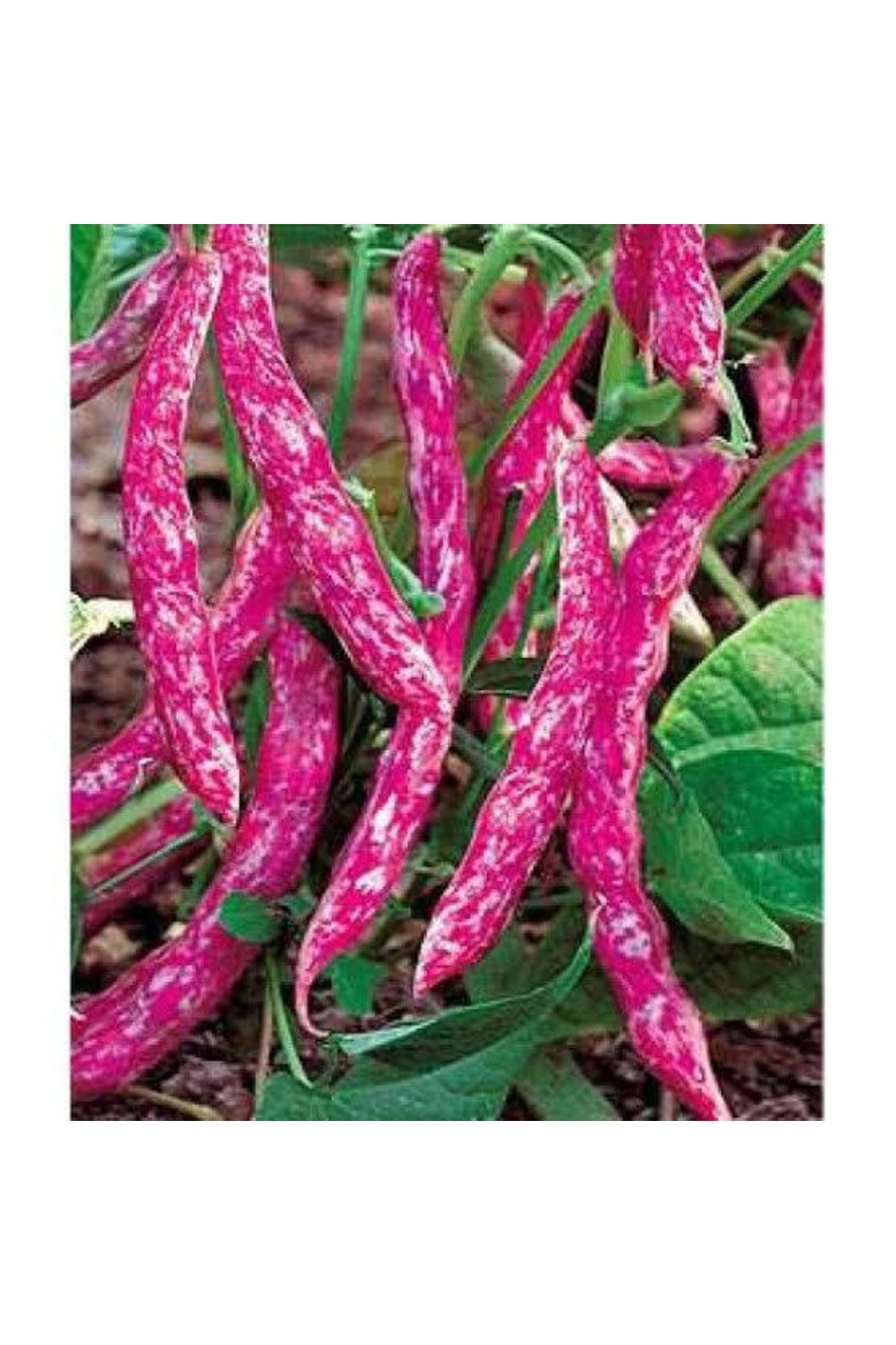 Tohumgübre 200 Adet Sırık Fasulye Barbunya Tohumu