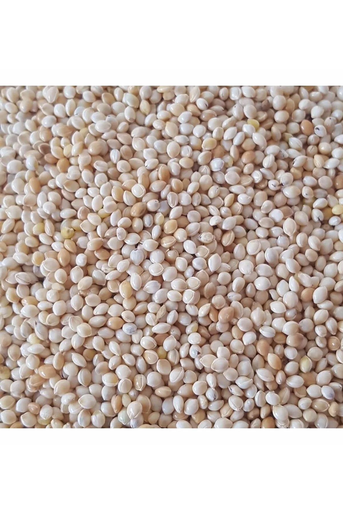 200 gr - Kuş Yemi Ak Darı Beyaz Darı - (AKDARI) Fiyatı, Yorumları ve Özellikleri