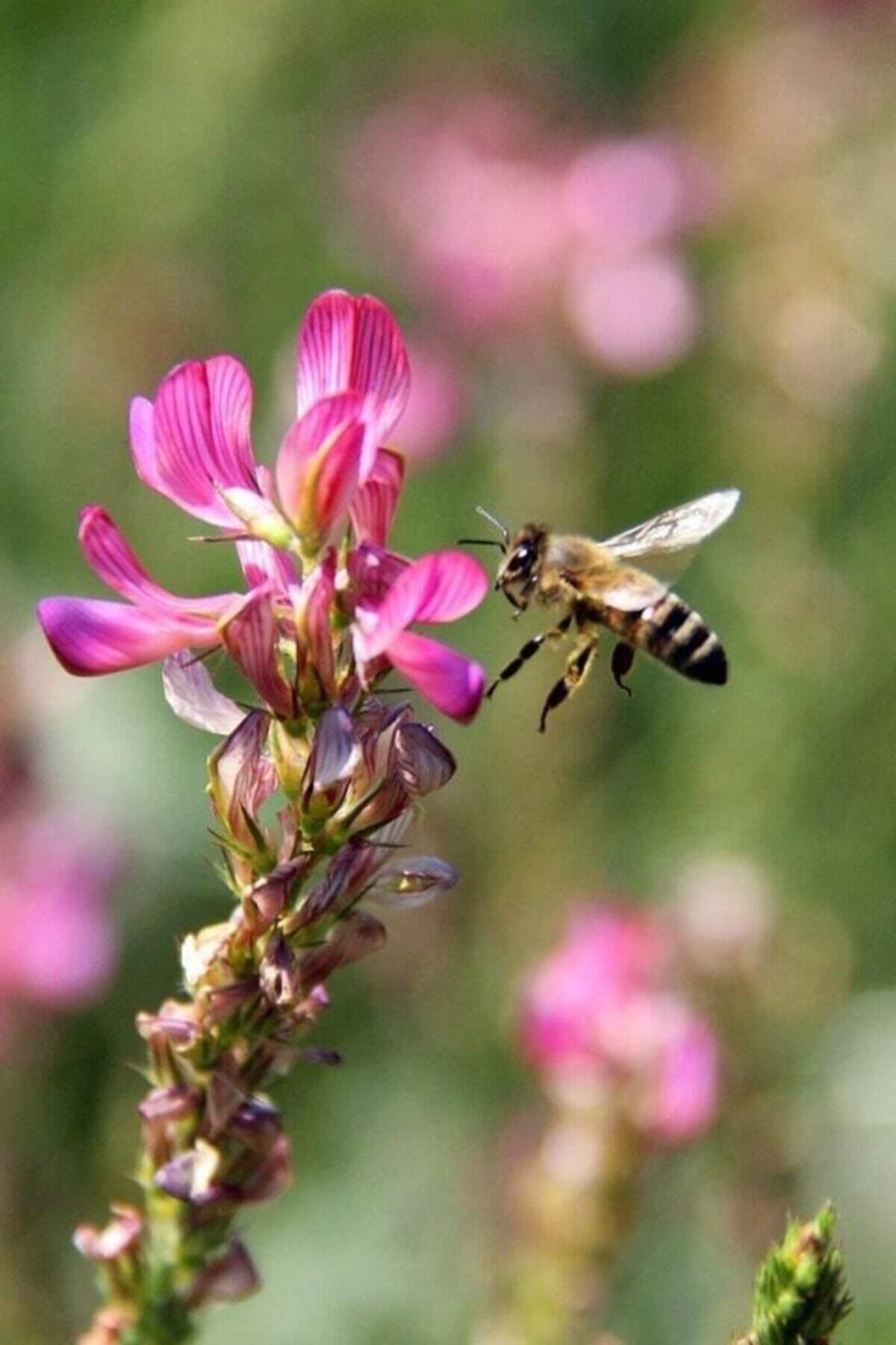 2000 Adet Arı Otu Korunga Tohumu