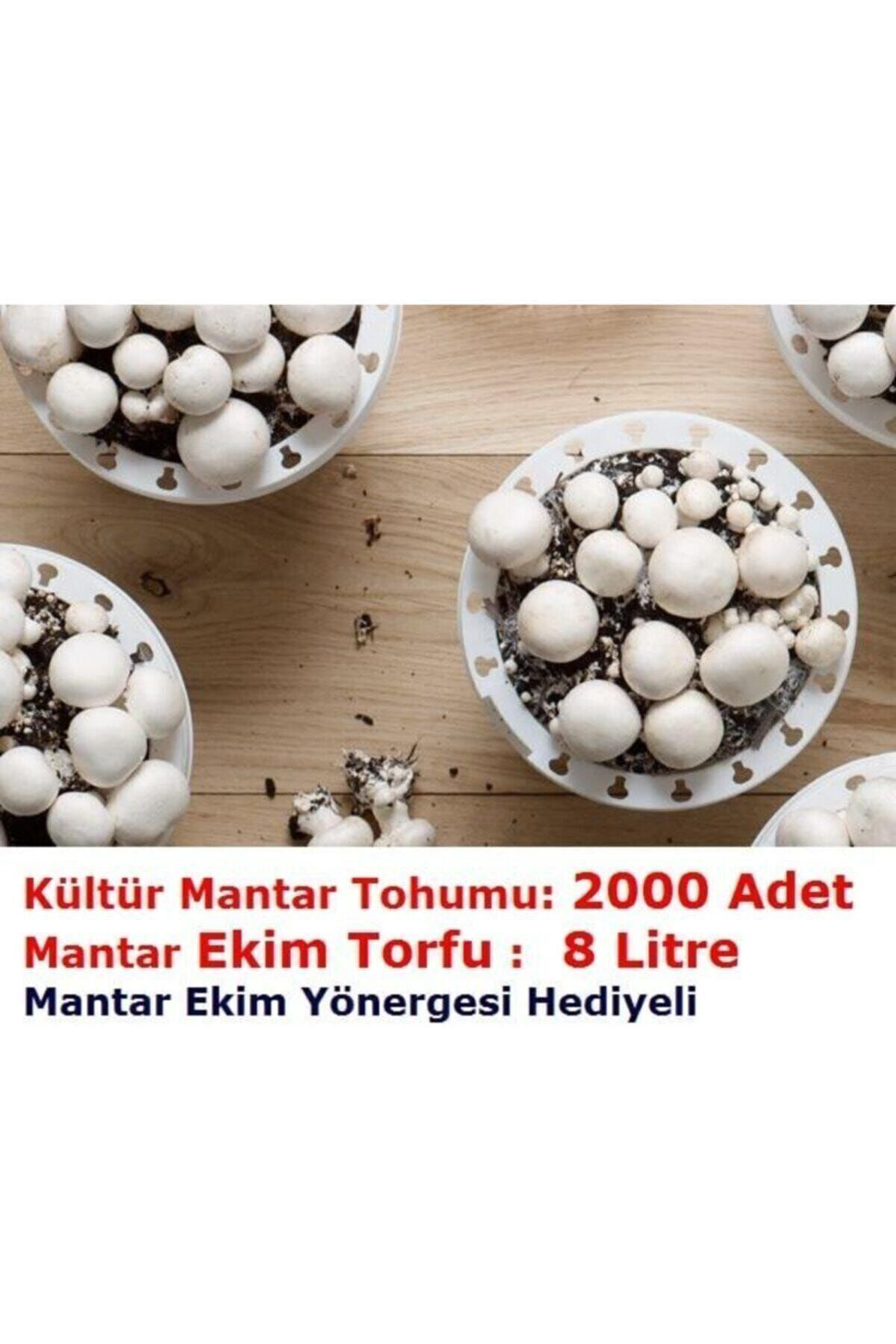 2000 Adet Beyaz Şapkalı Kültür Mantarı Tohumu + 8 Litre Mantar Ek