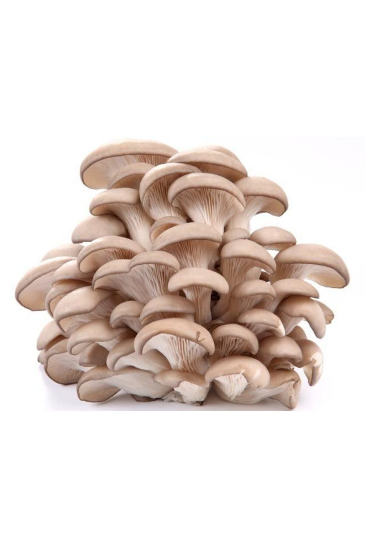 Tohumgübre 2000 Adet İstiridye Kavak Kayın Mantarı Tohumu