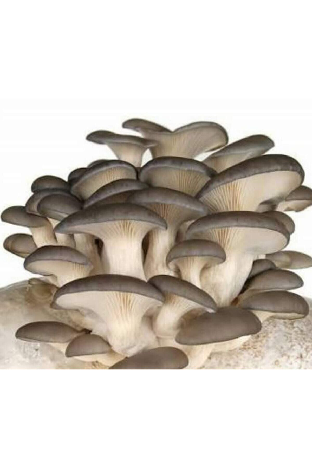 Tohumgübre 2000 Adet İstiridye Kavak Kayın Mantarı Tohumu