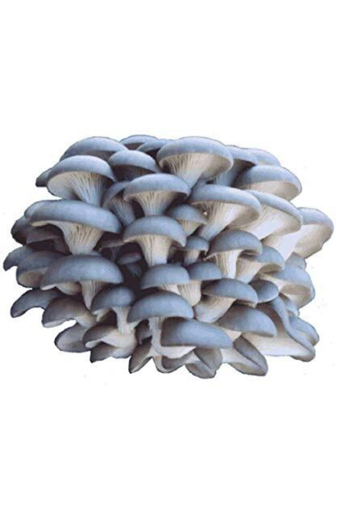 2000 Adet Istiridye Mantarı Tohumu, Ekim Torbası Ve Yönerge