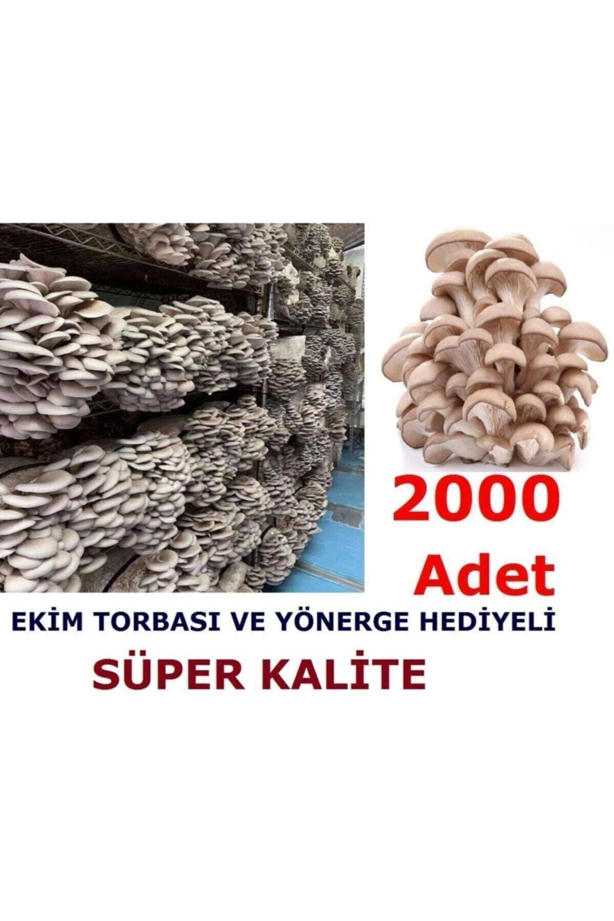 Tohumgübre 2000 Adet İstiridye Kavak Kayın Mantarı Tohumu