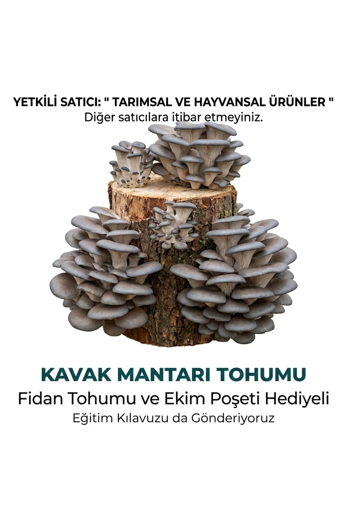 2000 Adet Kavak Mantar Miseli