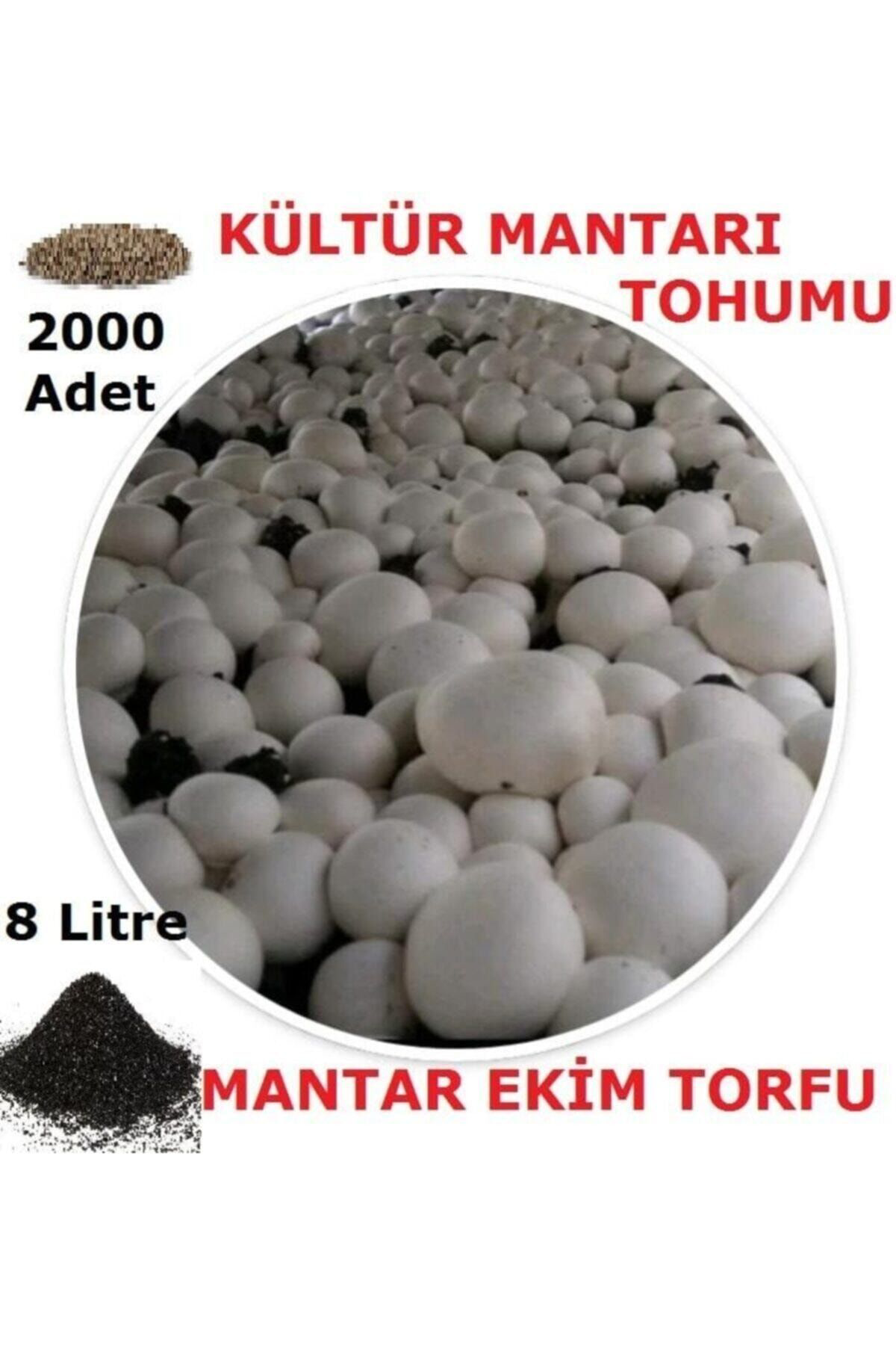 2000 Adet Kültür Mantarı Tohumu Ve 8 Litre Kültür Mantarı Ekim To