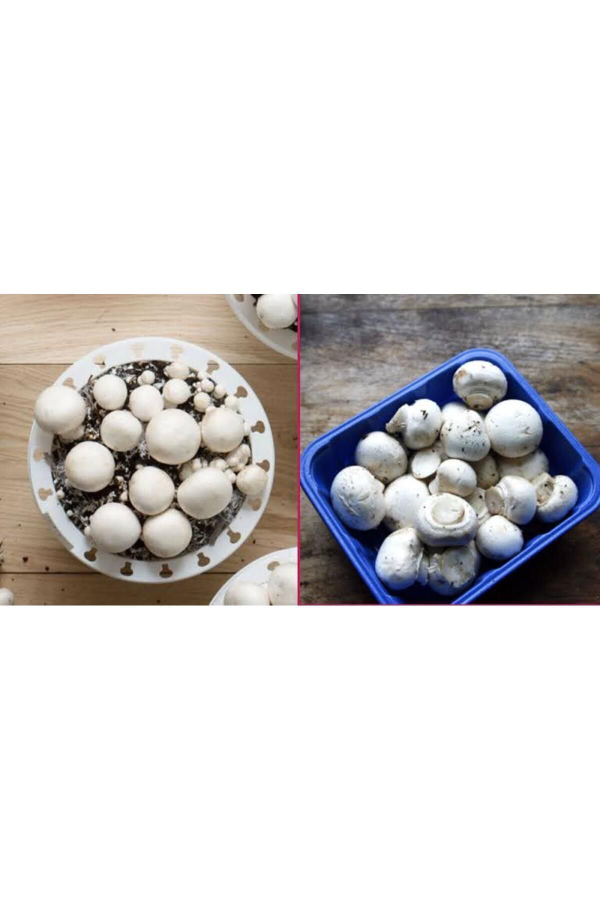 2000 Adet Kültür Mantarı Tohumu ve 10 Litre Mantar Ekim Torfu