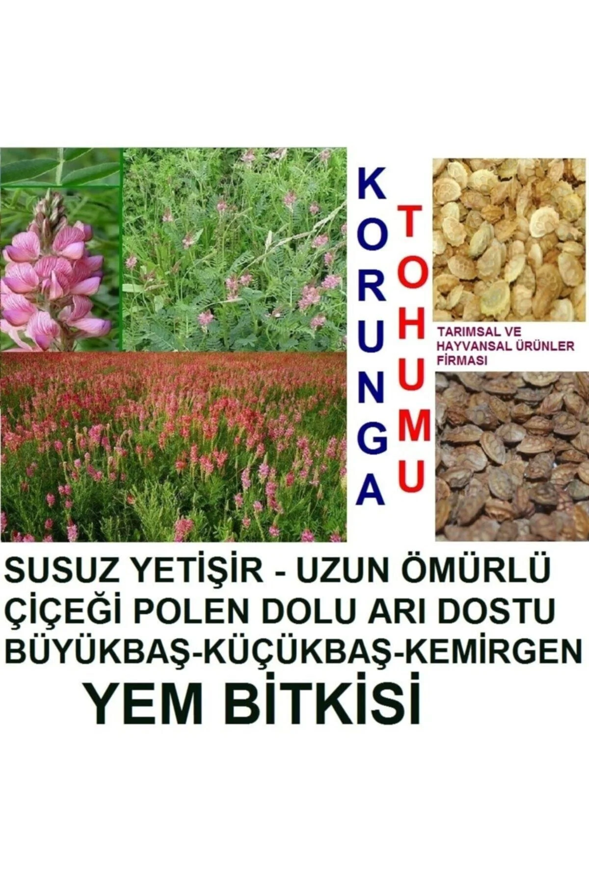 2000 Adet Tavşan Yemi Korunga Tohumu + Hediye Üzüm Fidanı Tohumla