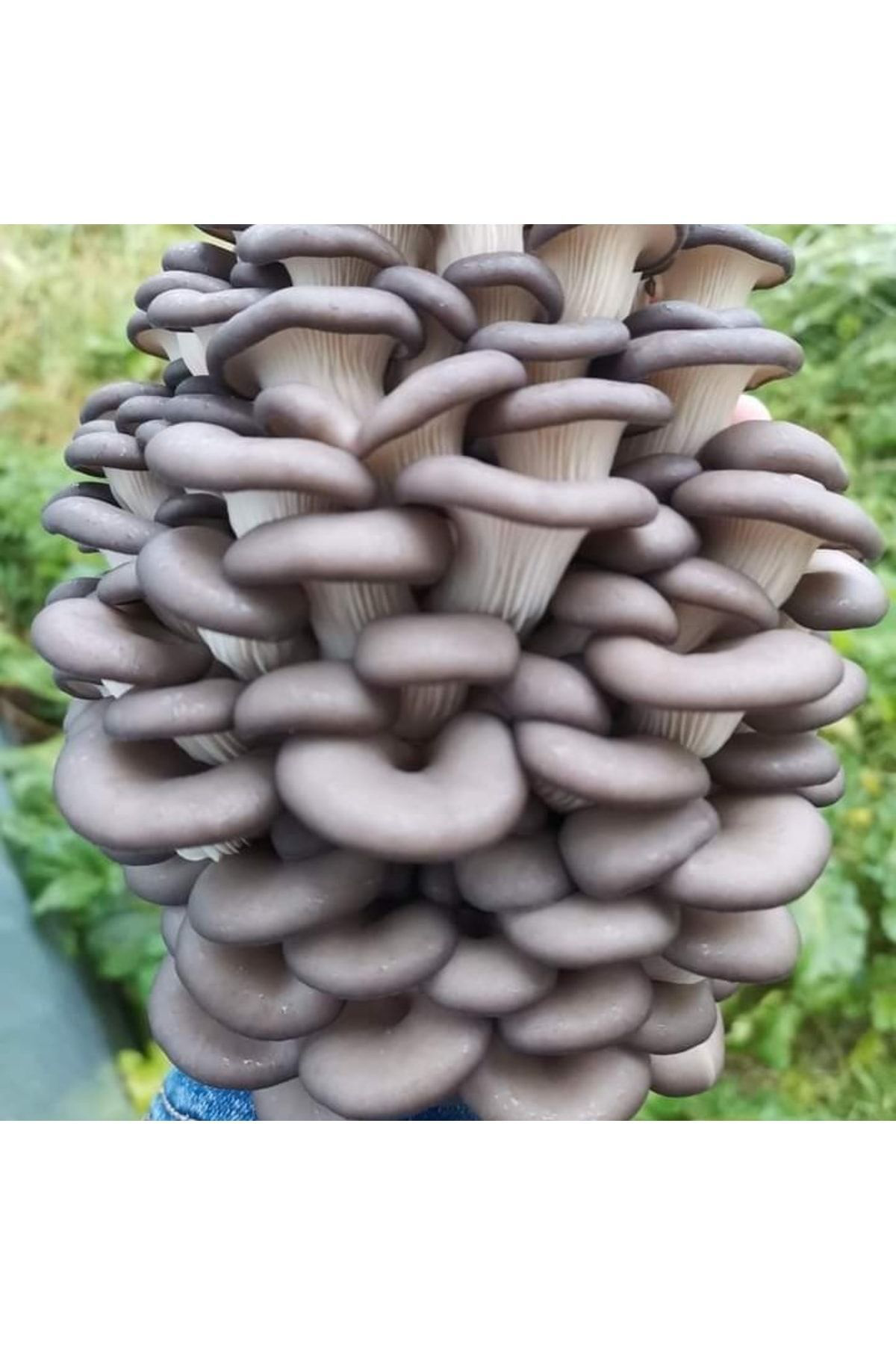 Tohumgübre 2000 Adet Yazlık İstiridye Kavak Mantarı Tohumu