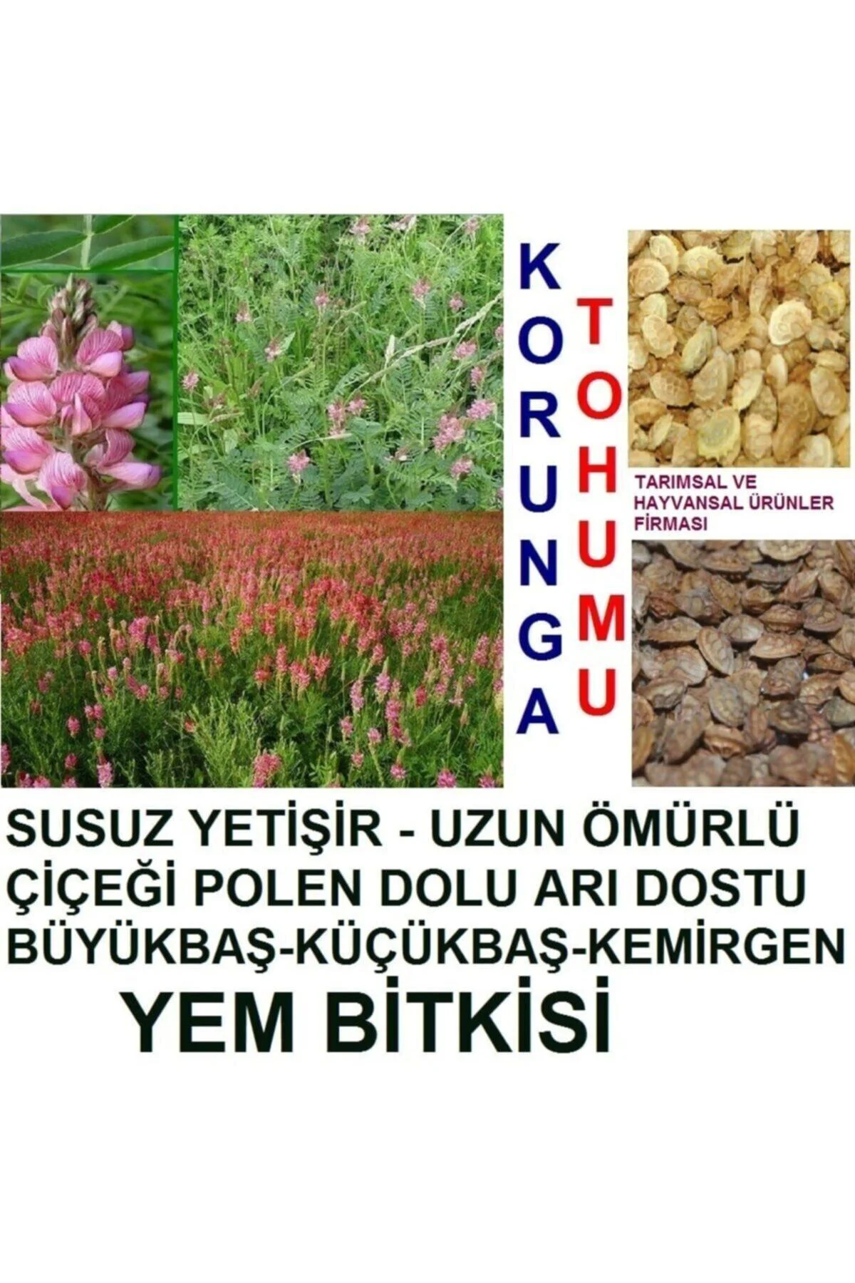 20.000 Adet Büyükbaş Hayvan Yemi Korunga Tohumu