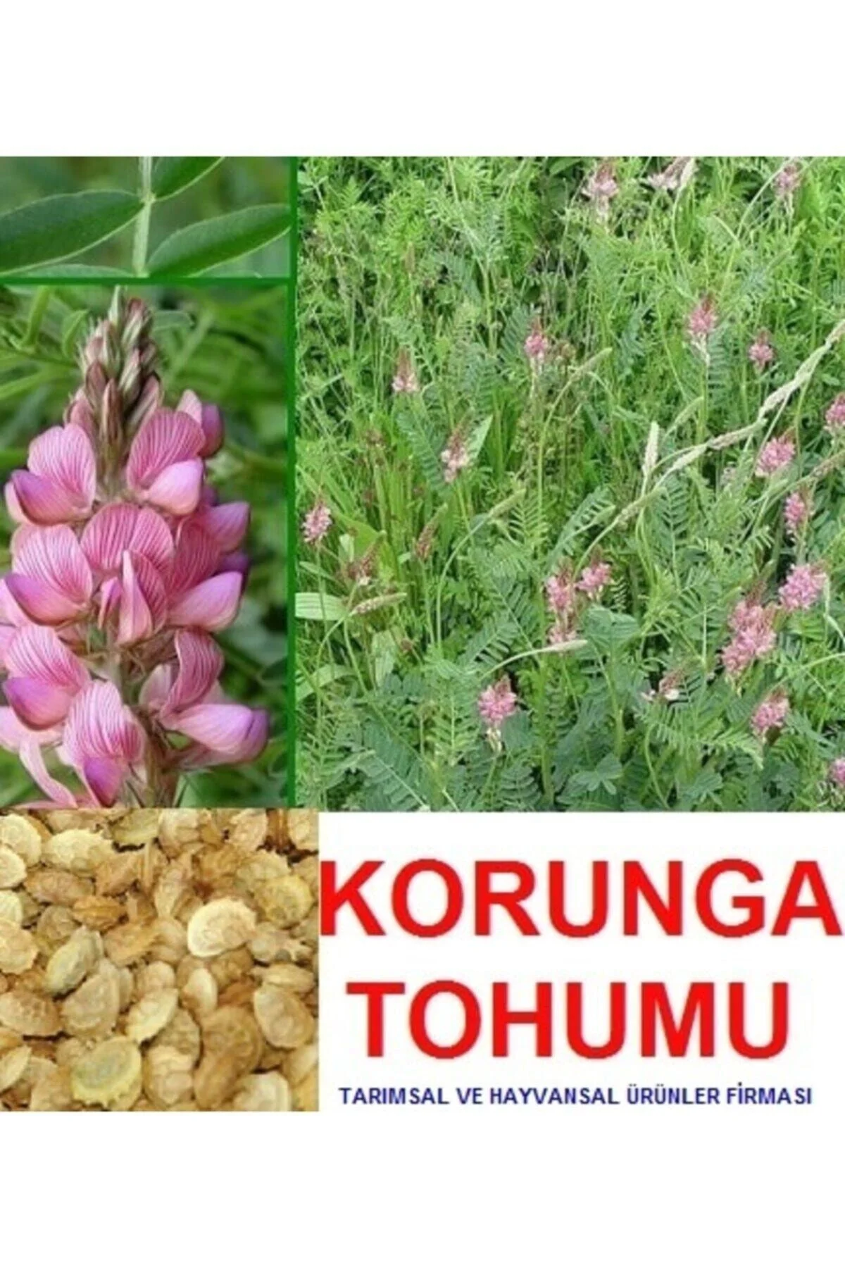 20.000 Adet Büyükbaş Hayvan Yemi Korunga Tohumu