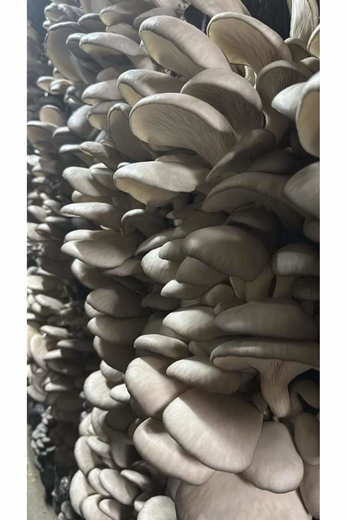 20.000 Adet İstiridye Mantarı Tohumu