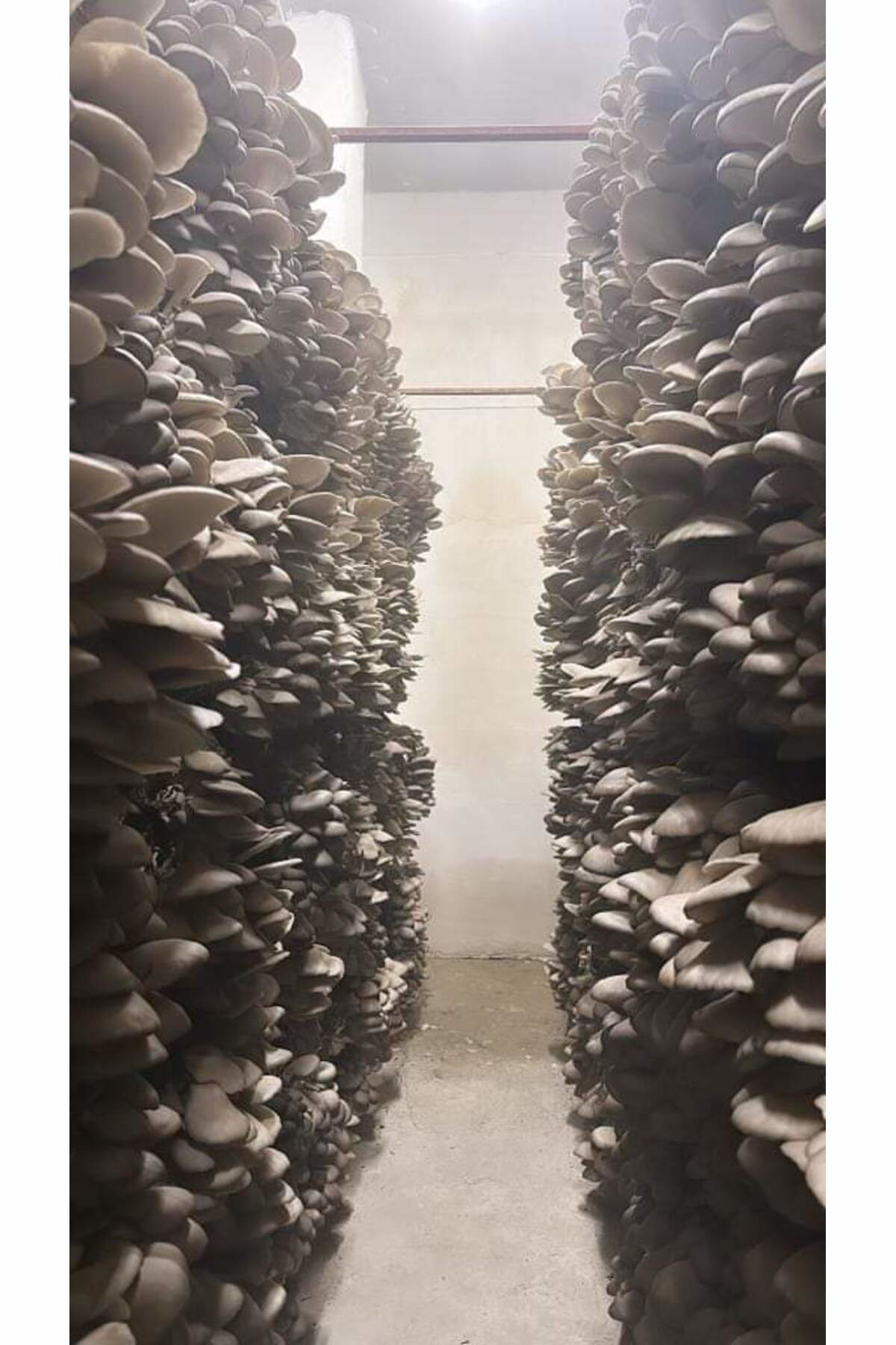 20.000 Adet İstiridye Mantarı Tohumu