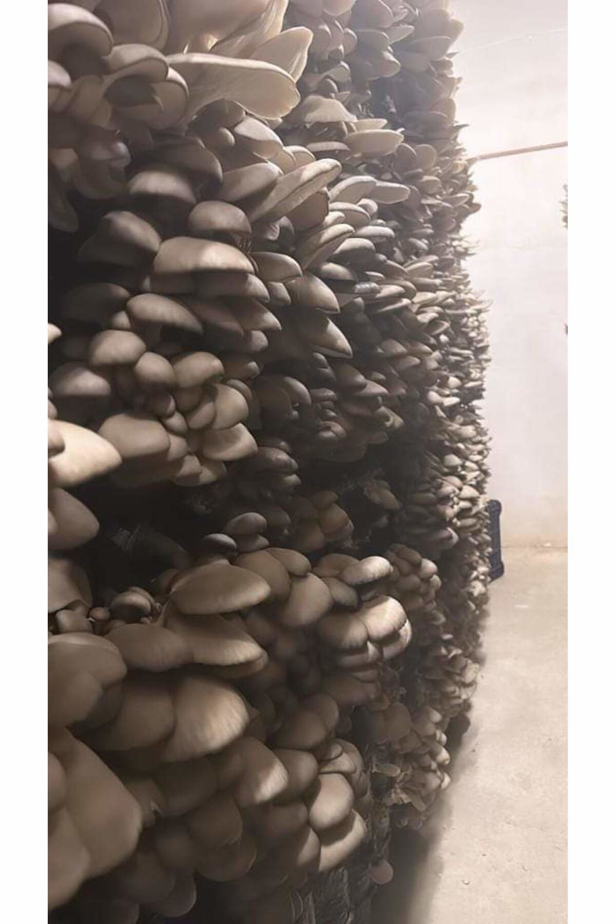 20.000 Adet İstiridye Mantarı Tohumu