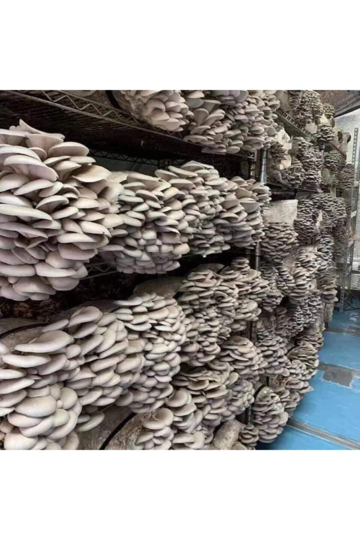 20.000 Adet Istiridye Mantarı Tohumu, Ekim Poşetleri Ve Kılavuz