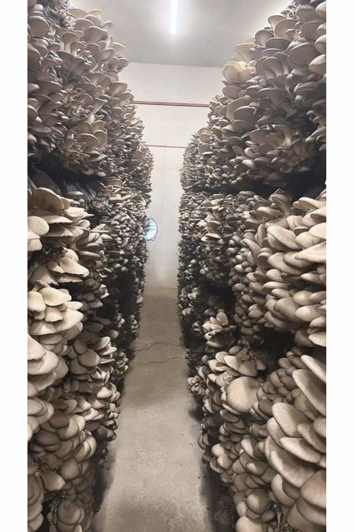 20.000 Adet İstiridye Mantarı Tohumu