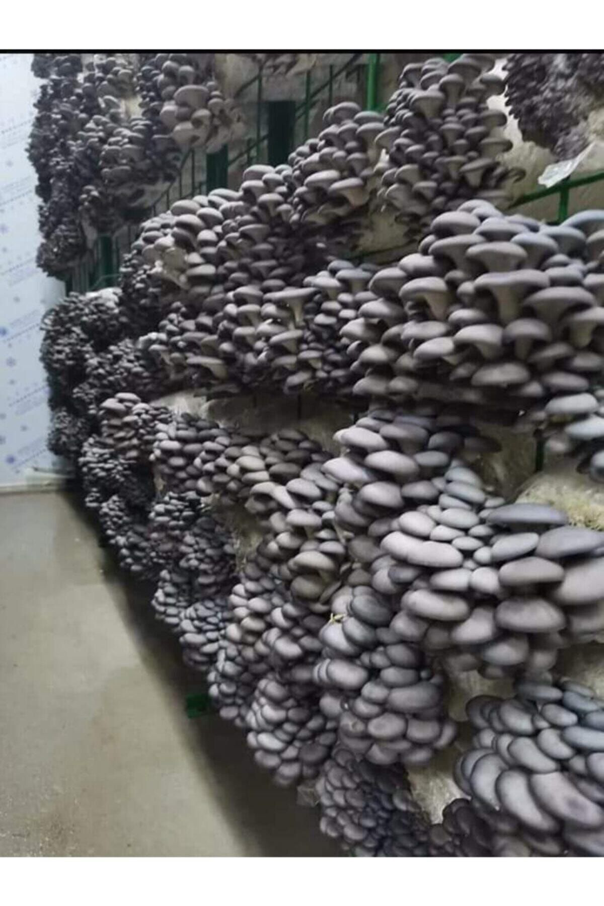 20.000 Adet Istiridye Mantarı Tohumu, Ekim Poşetleri Ve Kılavuz