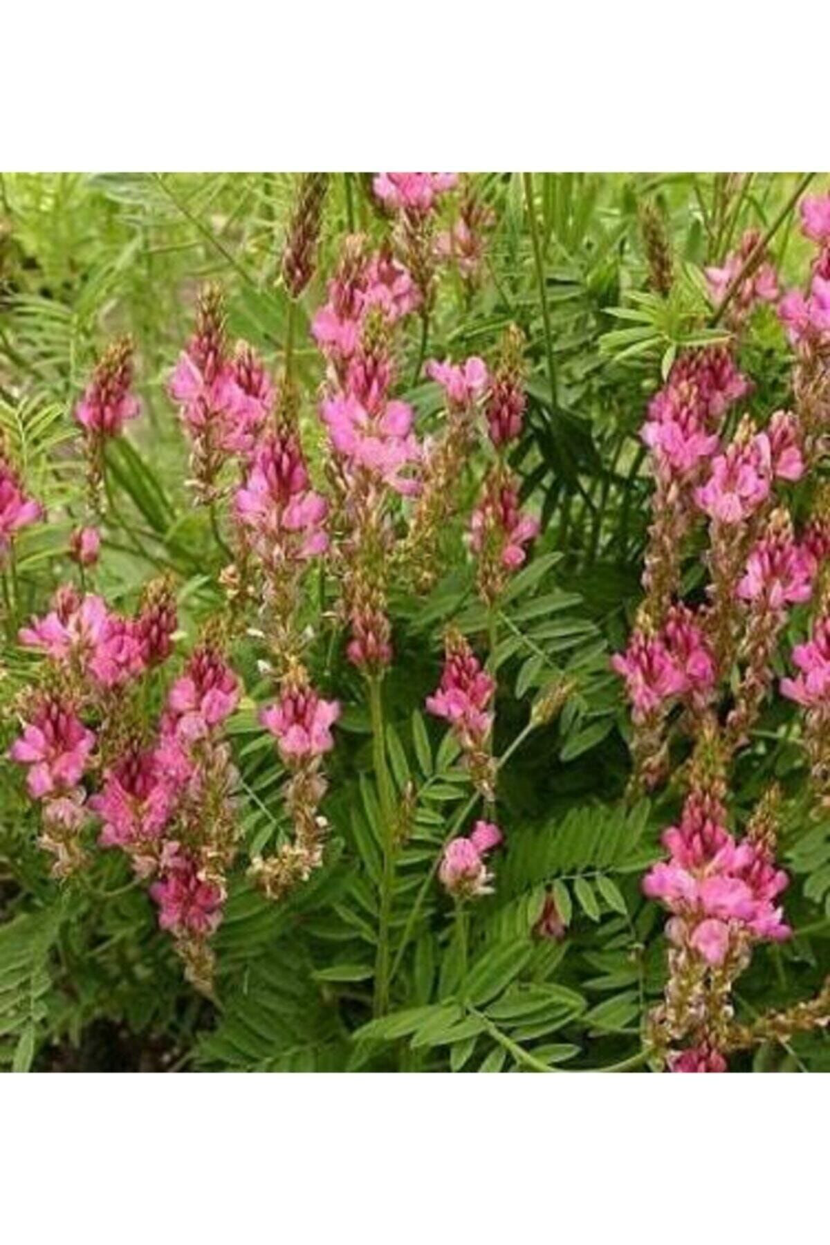 20.000 Adet Kemirgen Yemi Korunga Tohumu