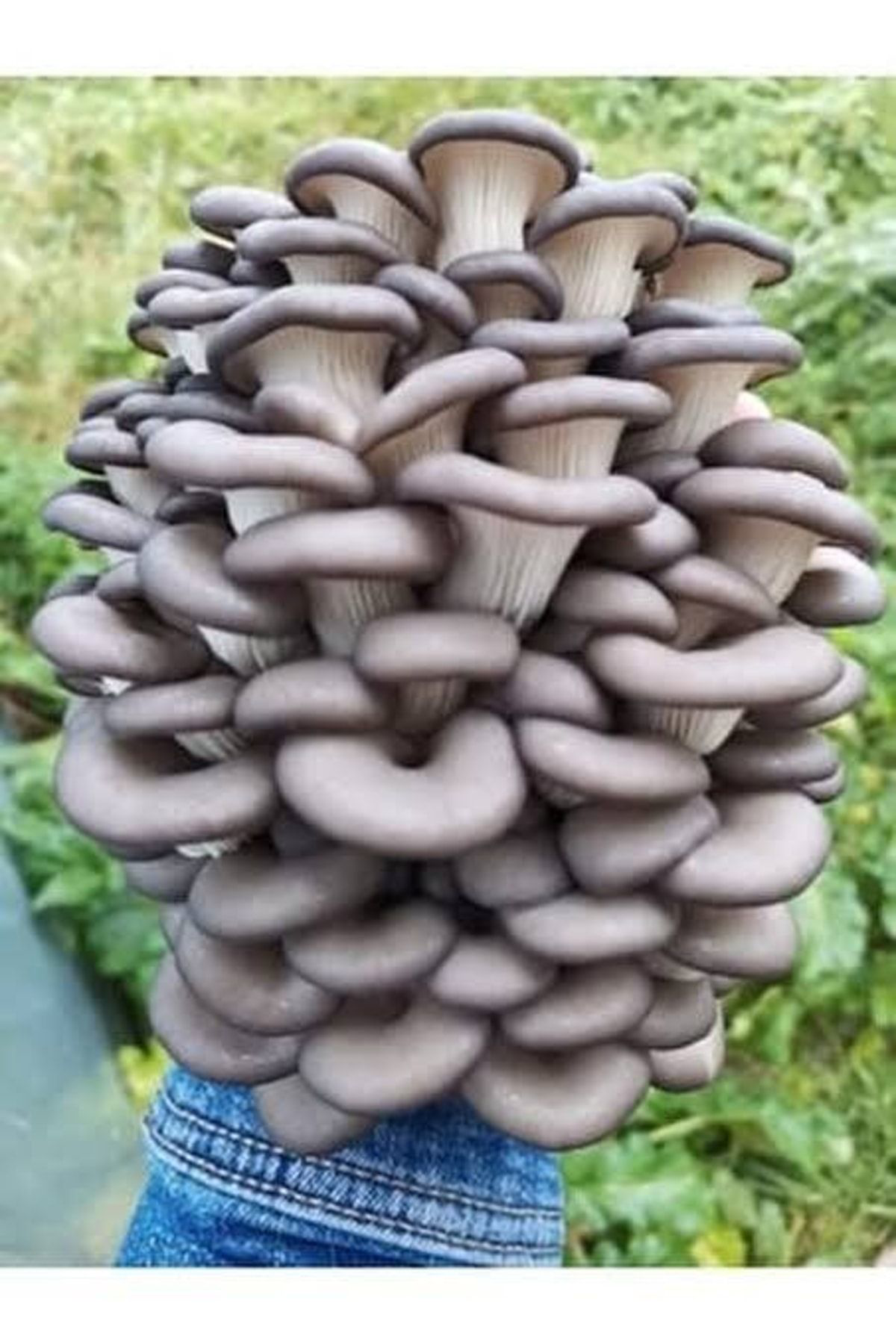 Tohumgübre 20.000 Adet Yazlık İstiridye Kavak Mantarı Tohumu