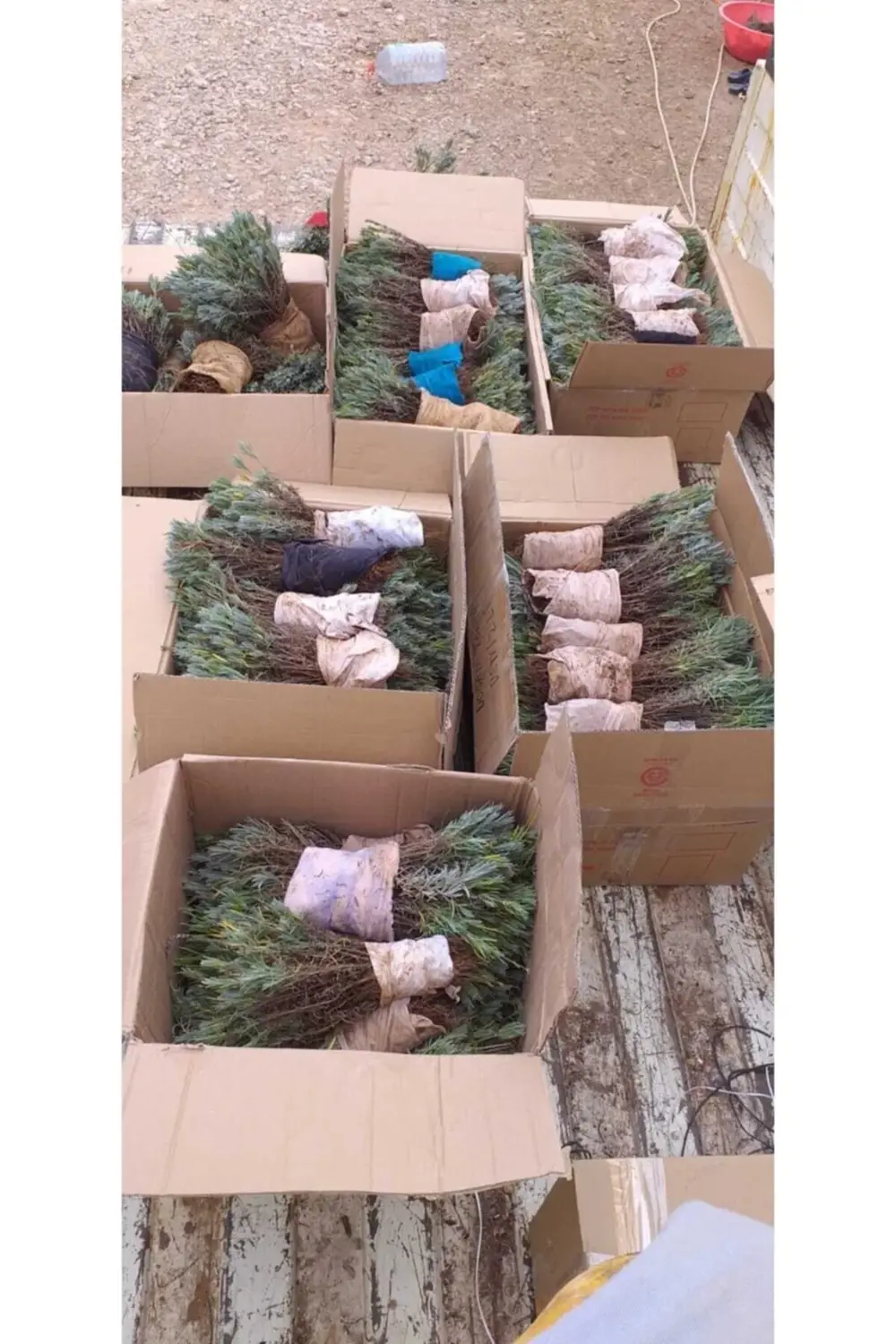 25 Adet Açık Köklü Intermedia Lavanta Fidesi Fidanı