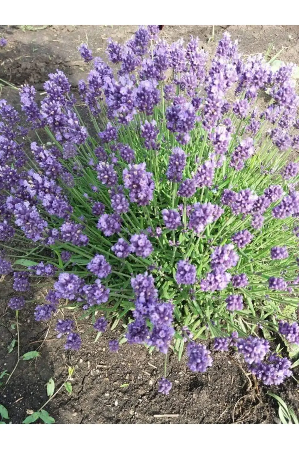 25 Adet Açık Köklü Intermedia Lavanta Fidesi Fidanı