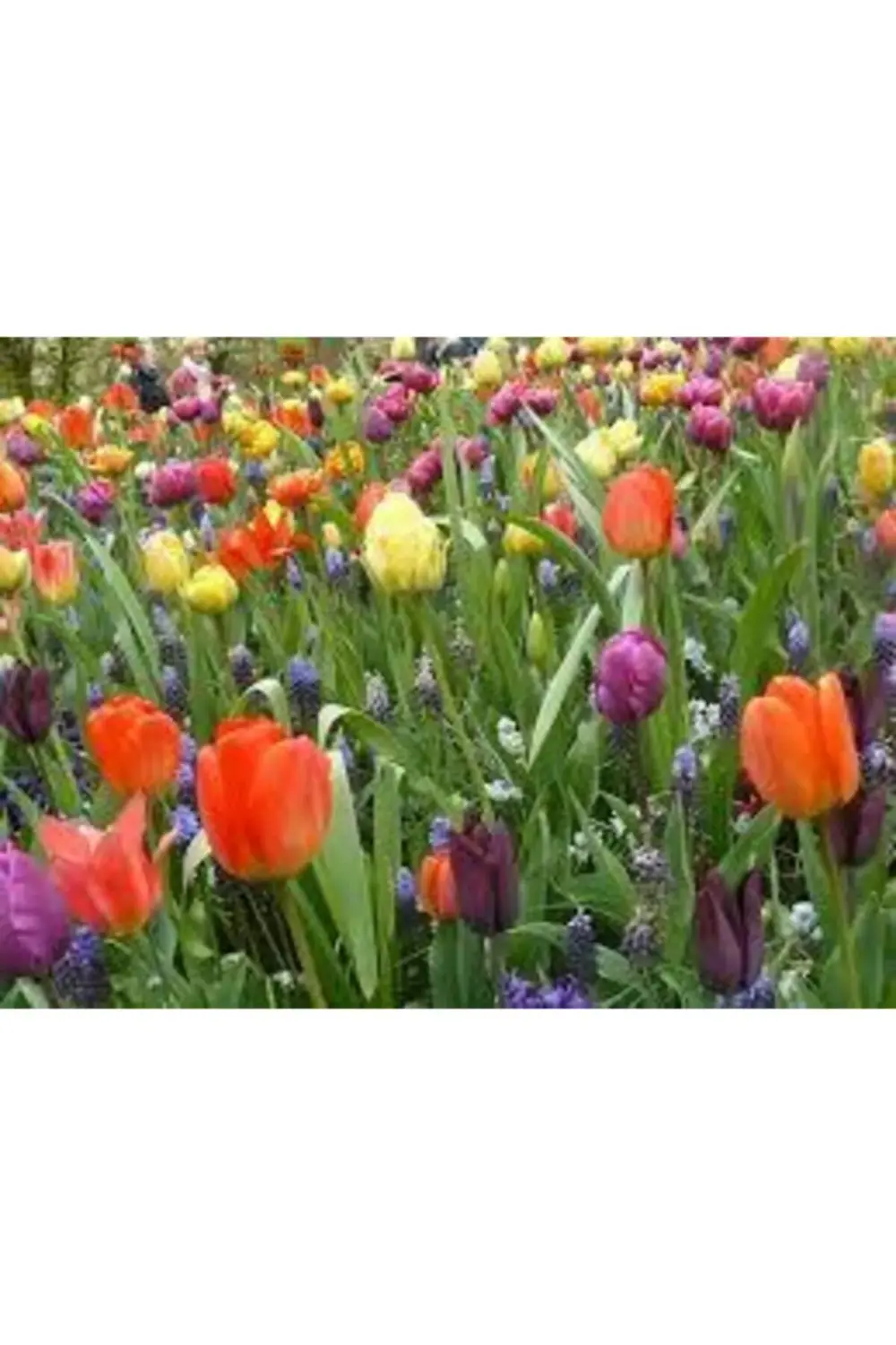 25 Adet Karışık Lale Soğanı