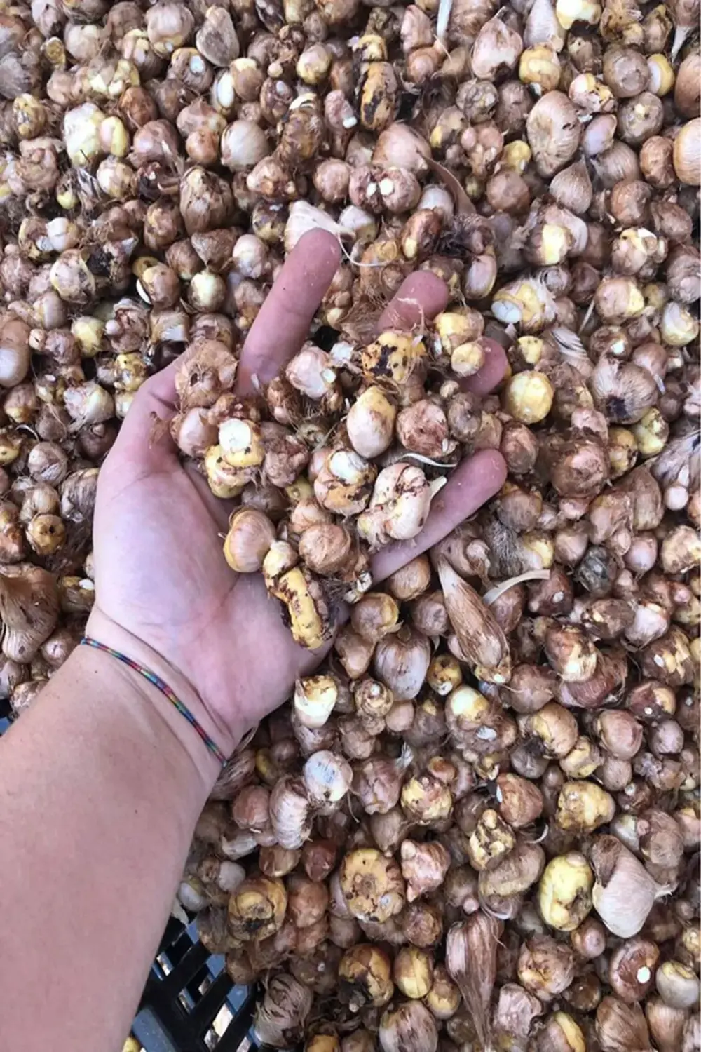 25 Adet Karışık Renk Frezya Çiçeği Soğanı Mis Kokulu Katmerli