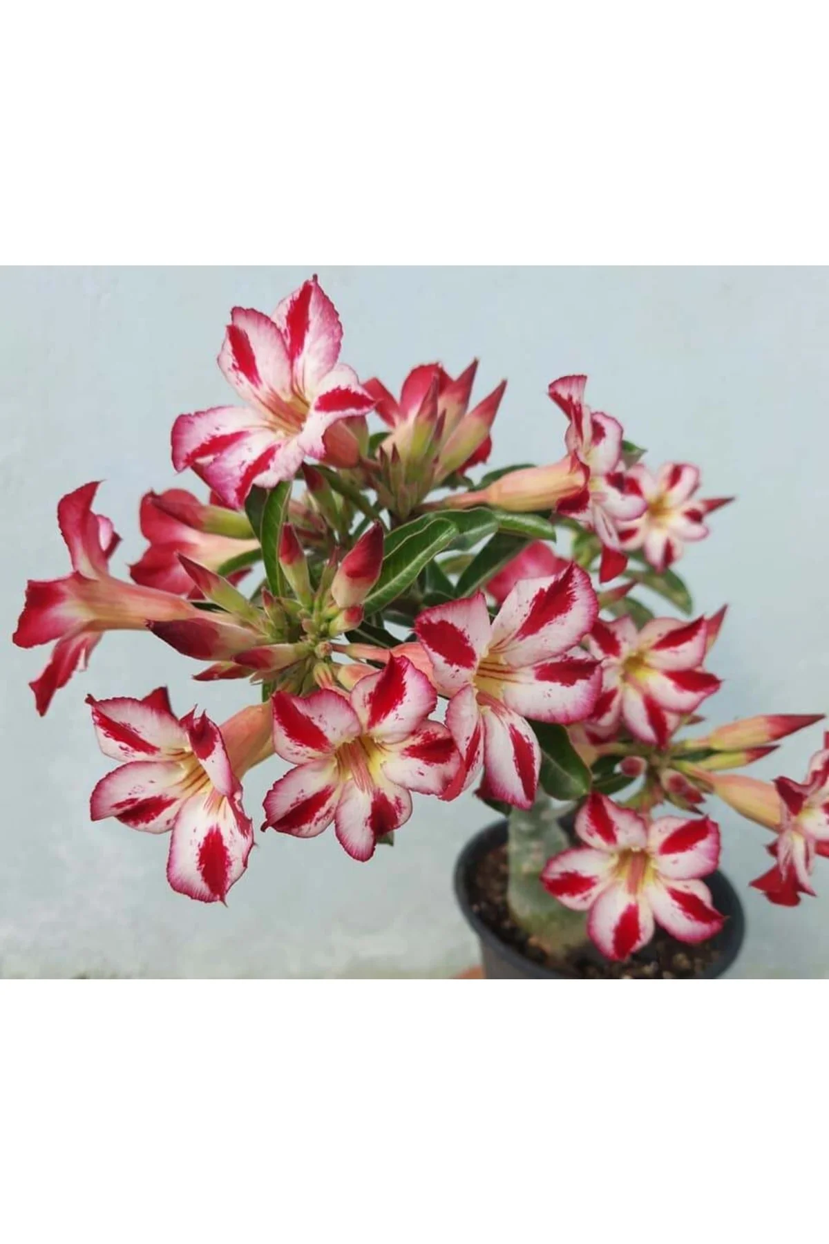 25 Adet Karışık Renklerde Adenium Çöl Gülü Tohumu
