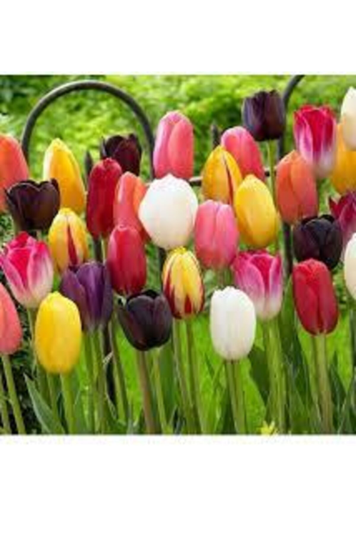 25 Adet Karışık Lale Soğanı