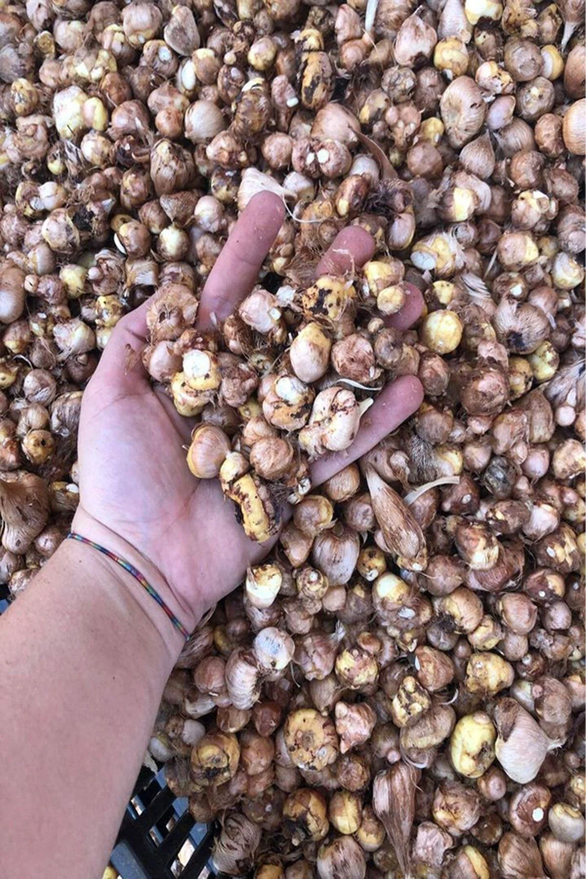 25 Adet Kırmızı Frezya Çiçeği ( Arpa Çiçeği ) Soğanı Mis Kokulu Katmerli
