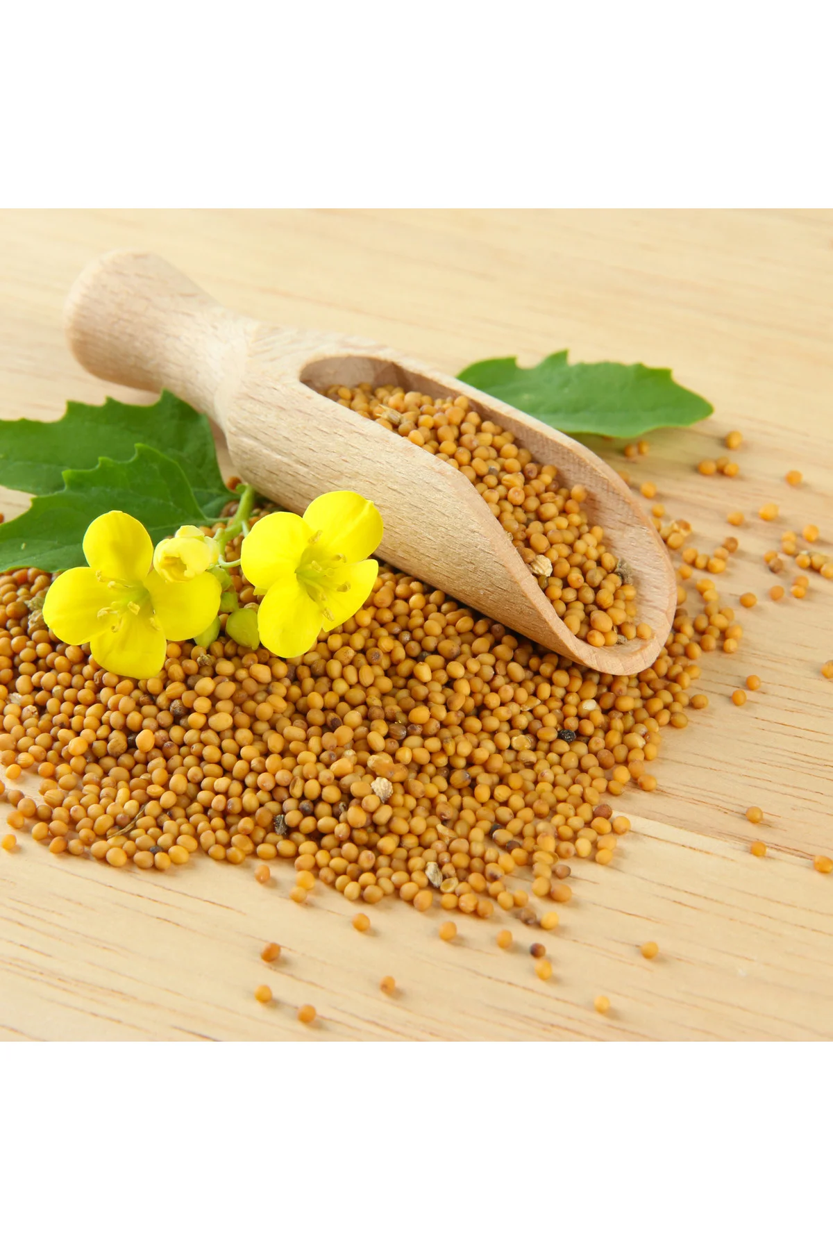 25 gr Doğal Sarı Hardal Tohumu - Taze ve Kaliteli 25 gr Doğal Sarı Hardal Tohumu - Taze ve Kaliteli