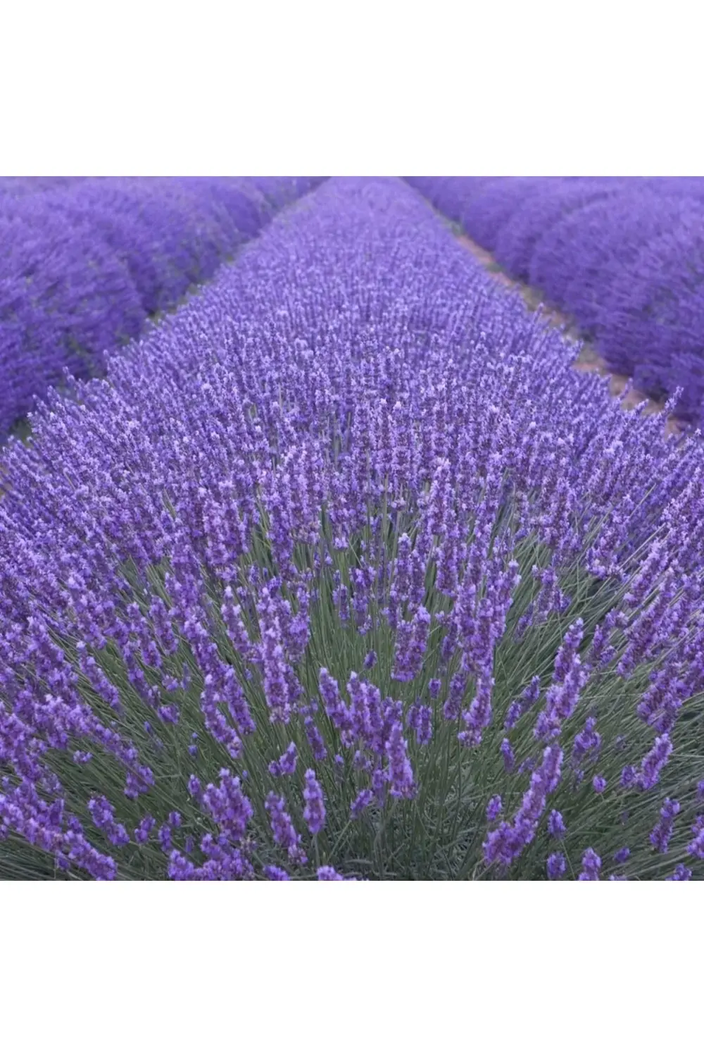250 Adet Lavanta Açık Kök Angustifolia Fidanı Fidesi