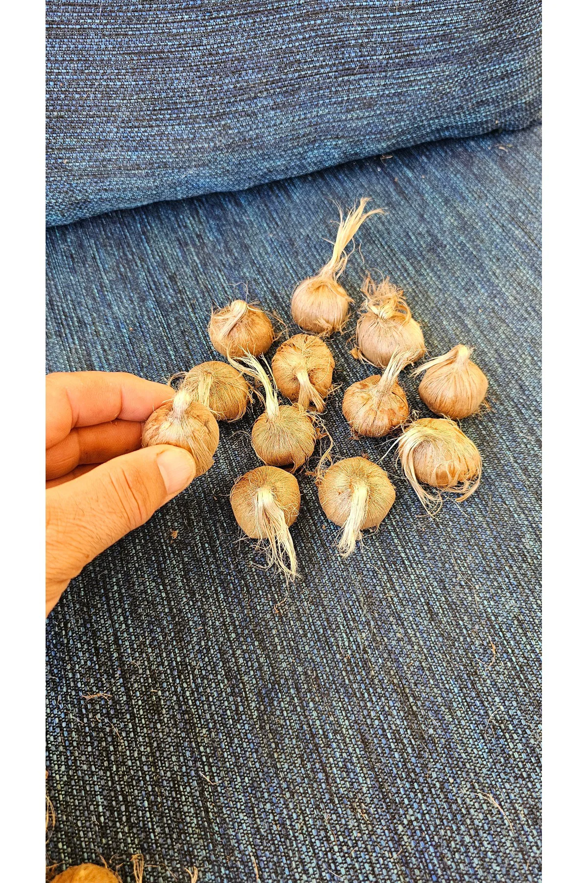 250 gr Duble İri Boy Orjinal Safranbolu SAFRAN SOĞANI