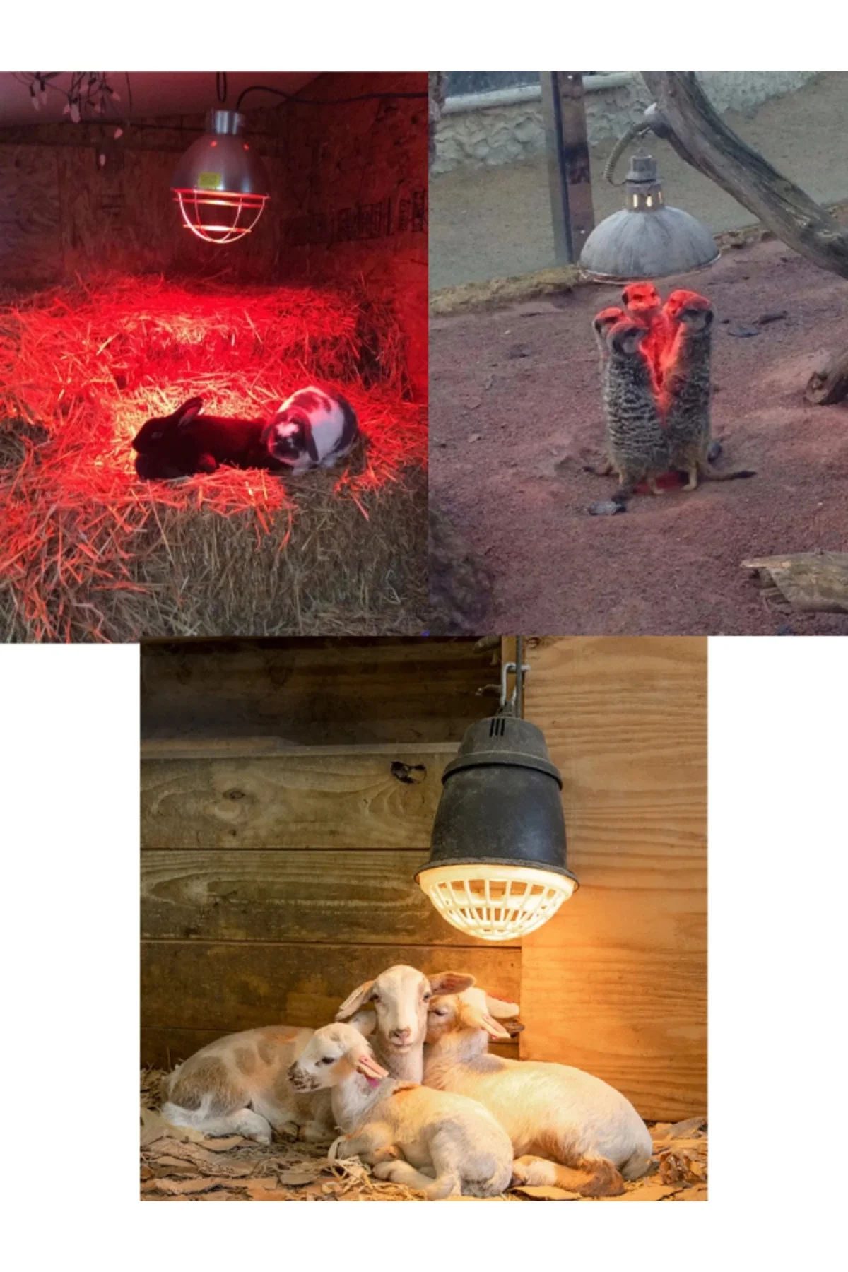 250W Kızılötesi (infrared) Isıtıcılı Hayvan Isıtma ve Kuluçka Lambası (Kırmızı Işık) E27 (Kalın Duy) Fiyatı, Yorumları ve Özellikleri