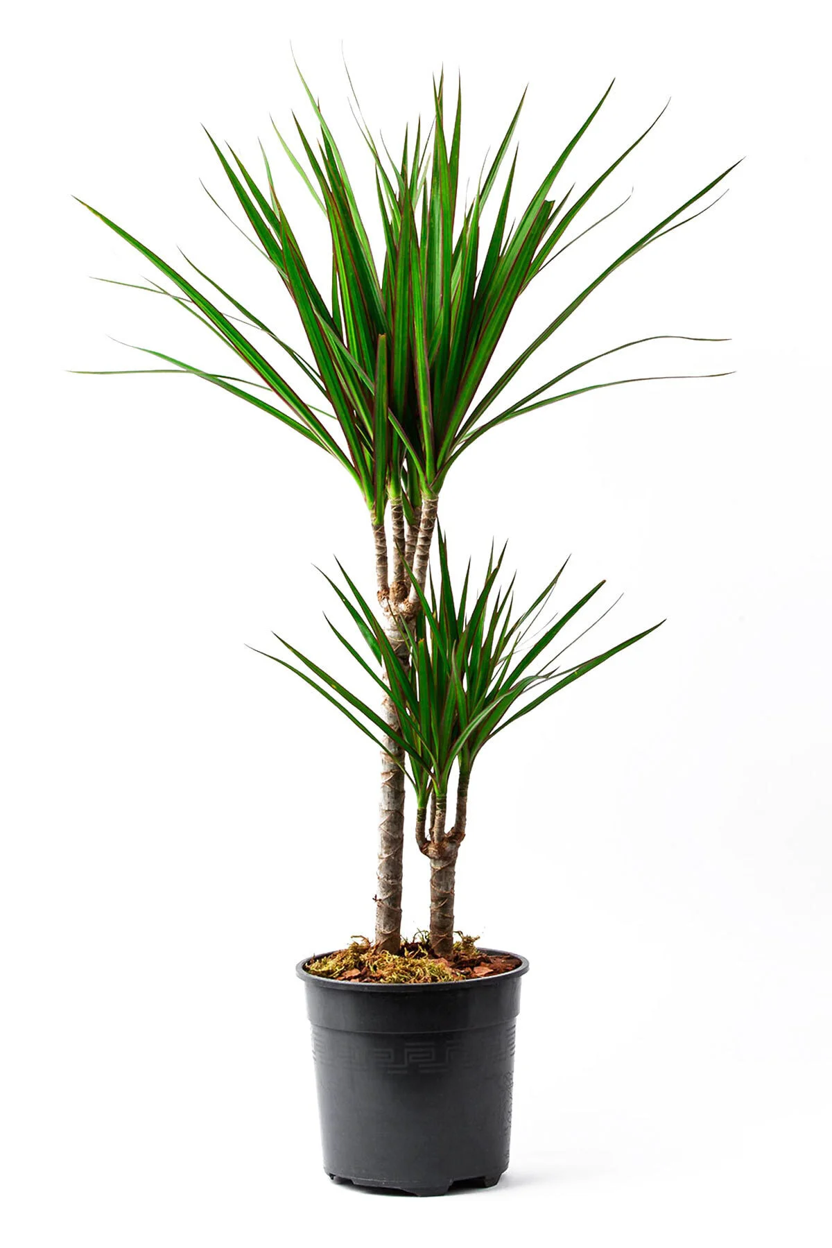 2'li Dracena Marginata Bonsai