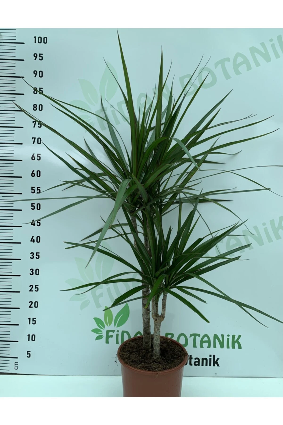 2’li Marginata