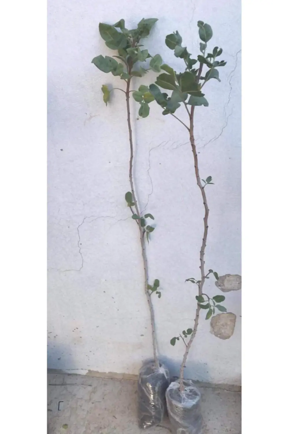 3 Adet Antep Fıstık Fidanı