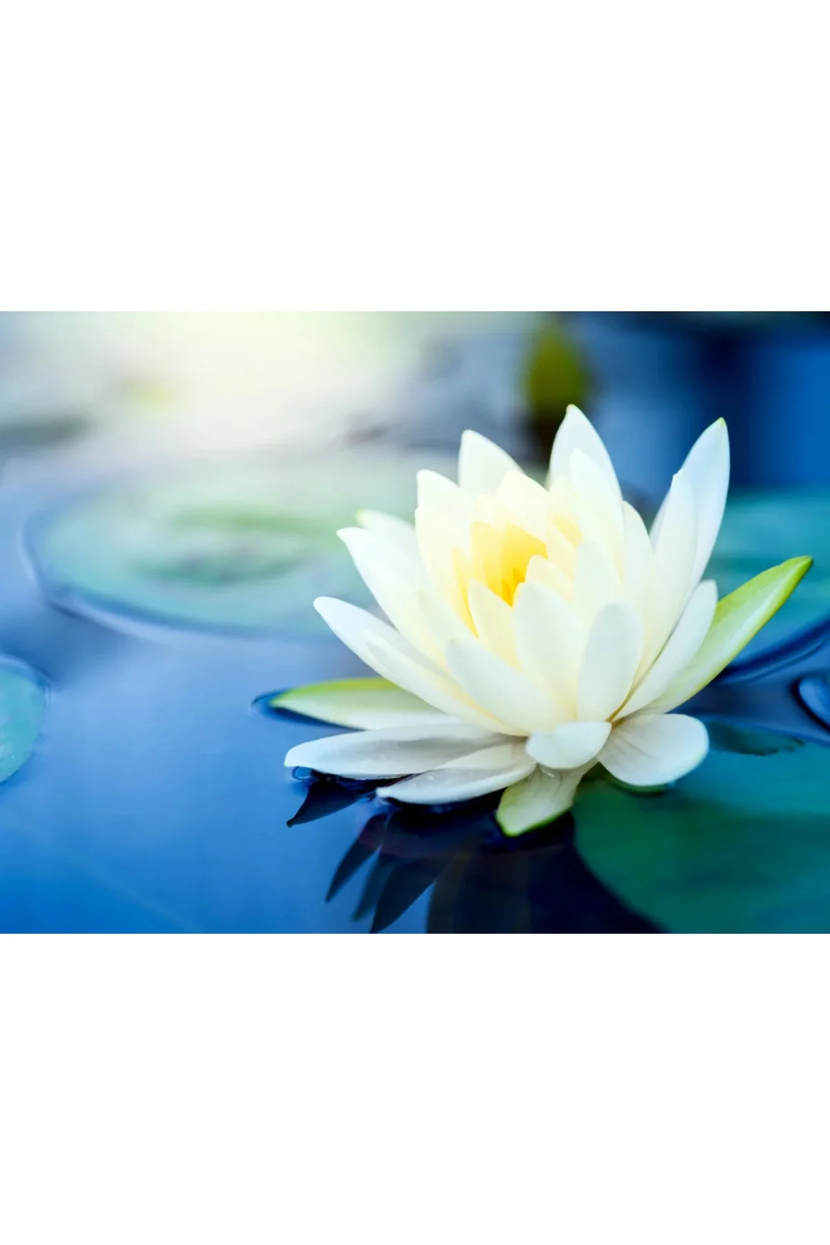 3 Adet Beyaz Renk Lotus (Nilüfer) Çiçeği Tohumu Fiyatı, Yorumları ve Özellikleri