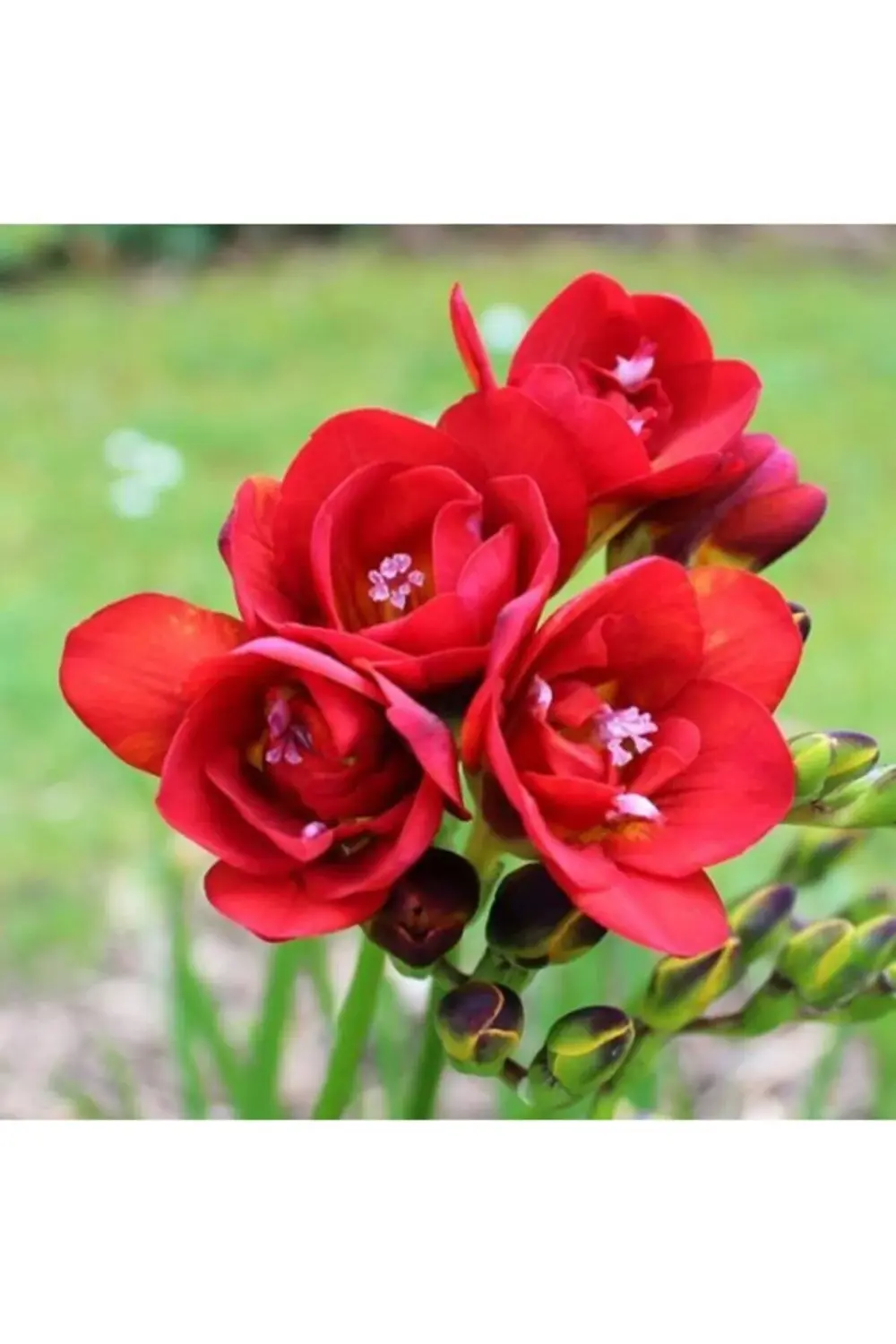 3 Adet Kırmızı Frezya ( Freesia Bulbs ) Çiçeği Soğanı Katmerli Mi
