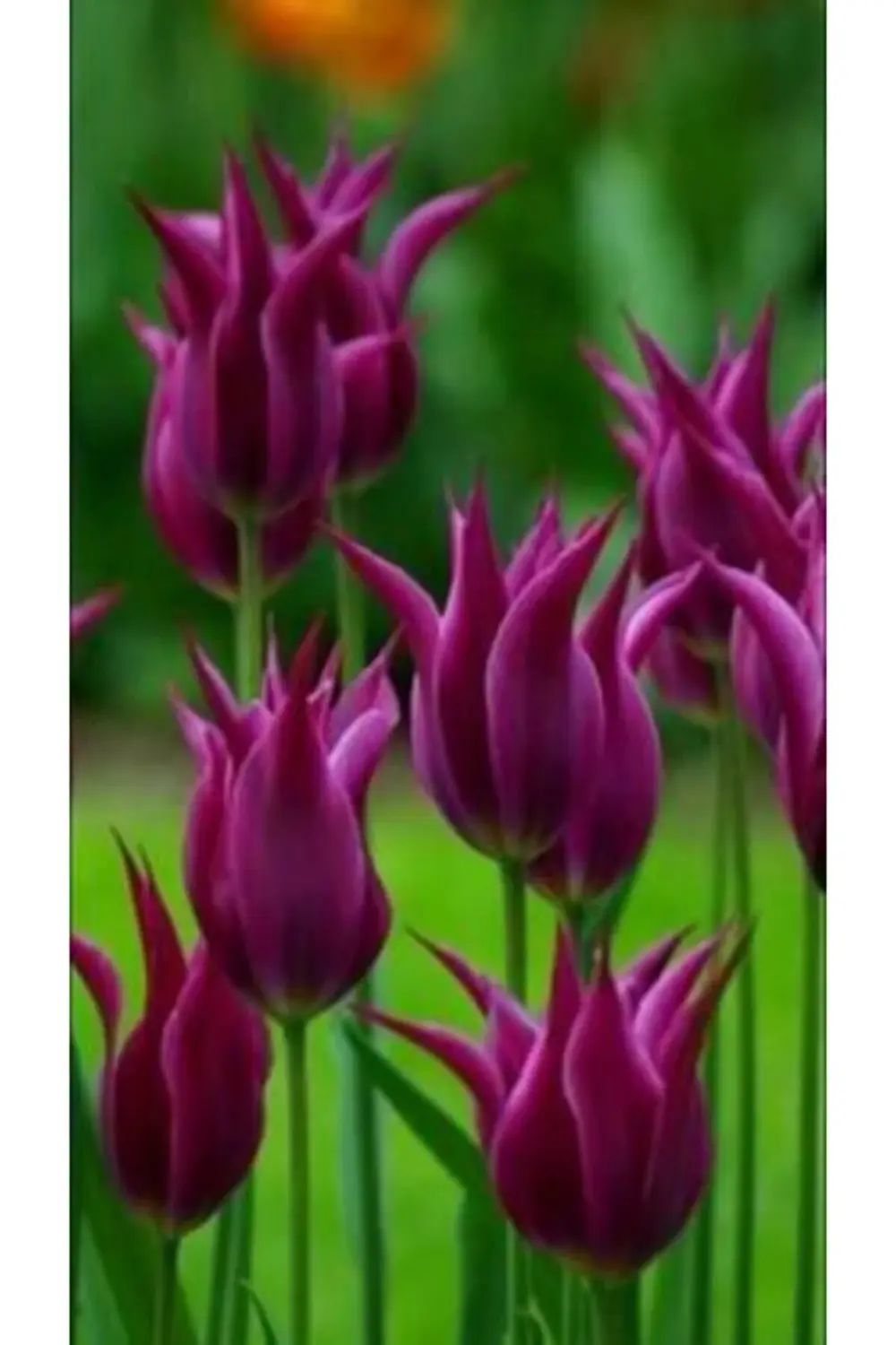 3 Adet Özel Fuşya Güzel Lale Çiçek Soğanı